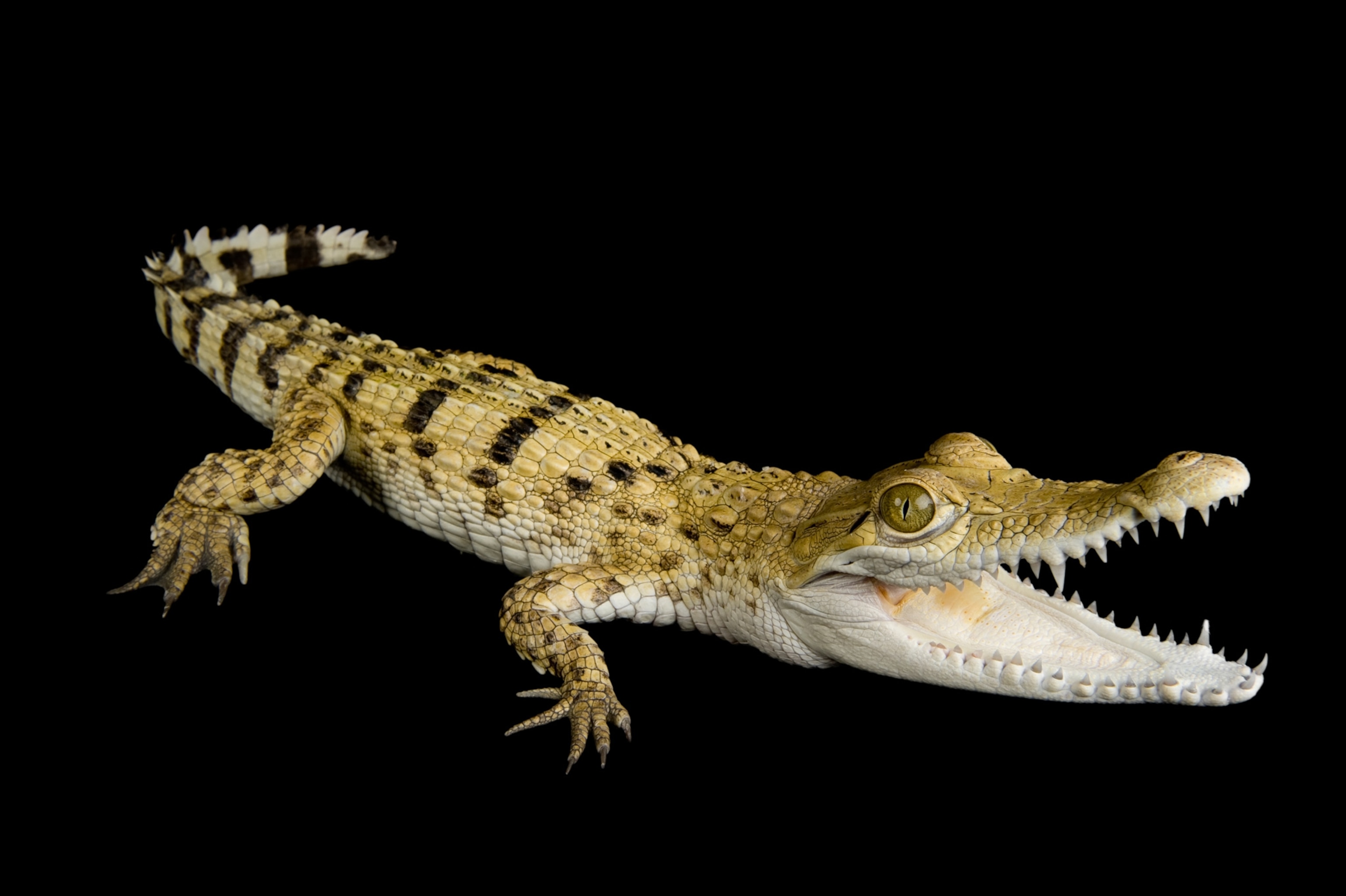 a Philippine crocodile.