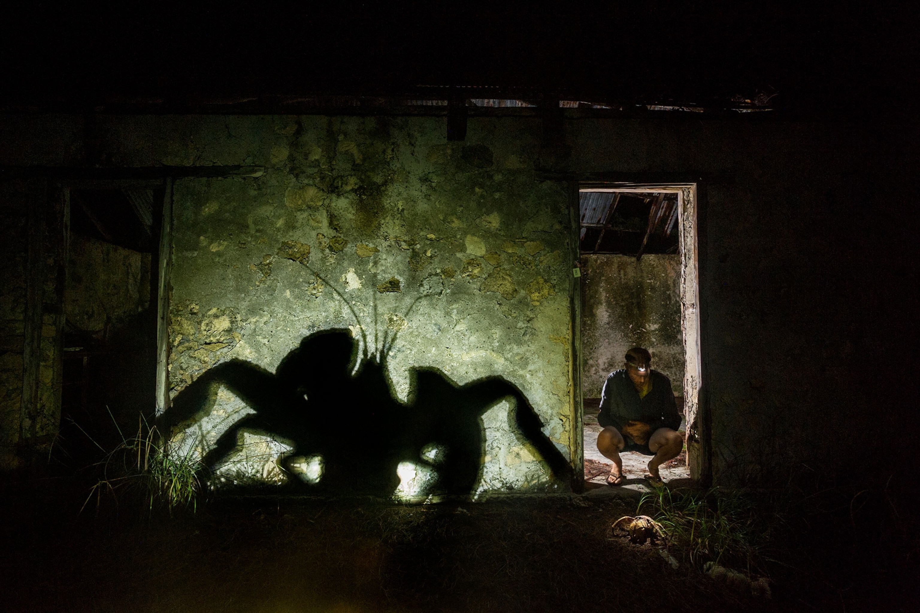 a coconut crab