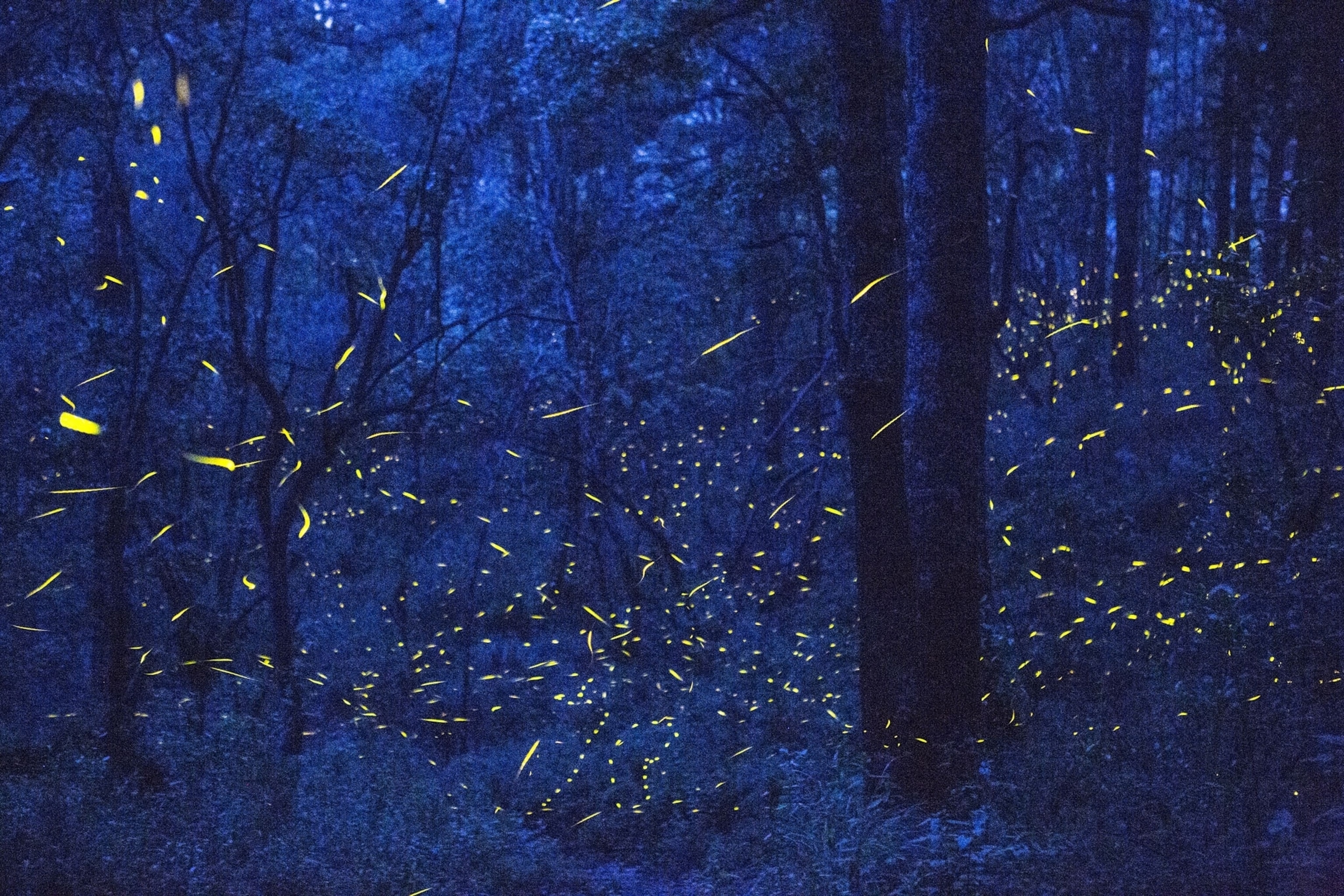 fireflies