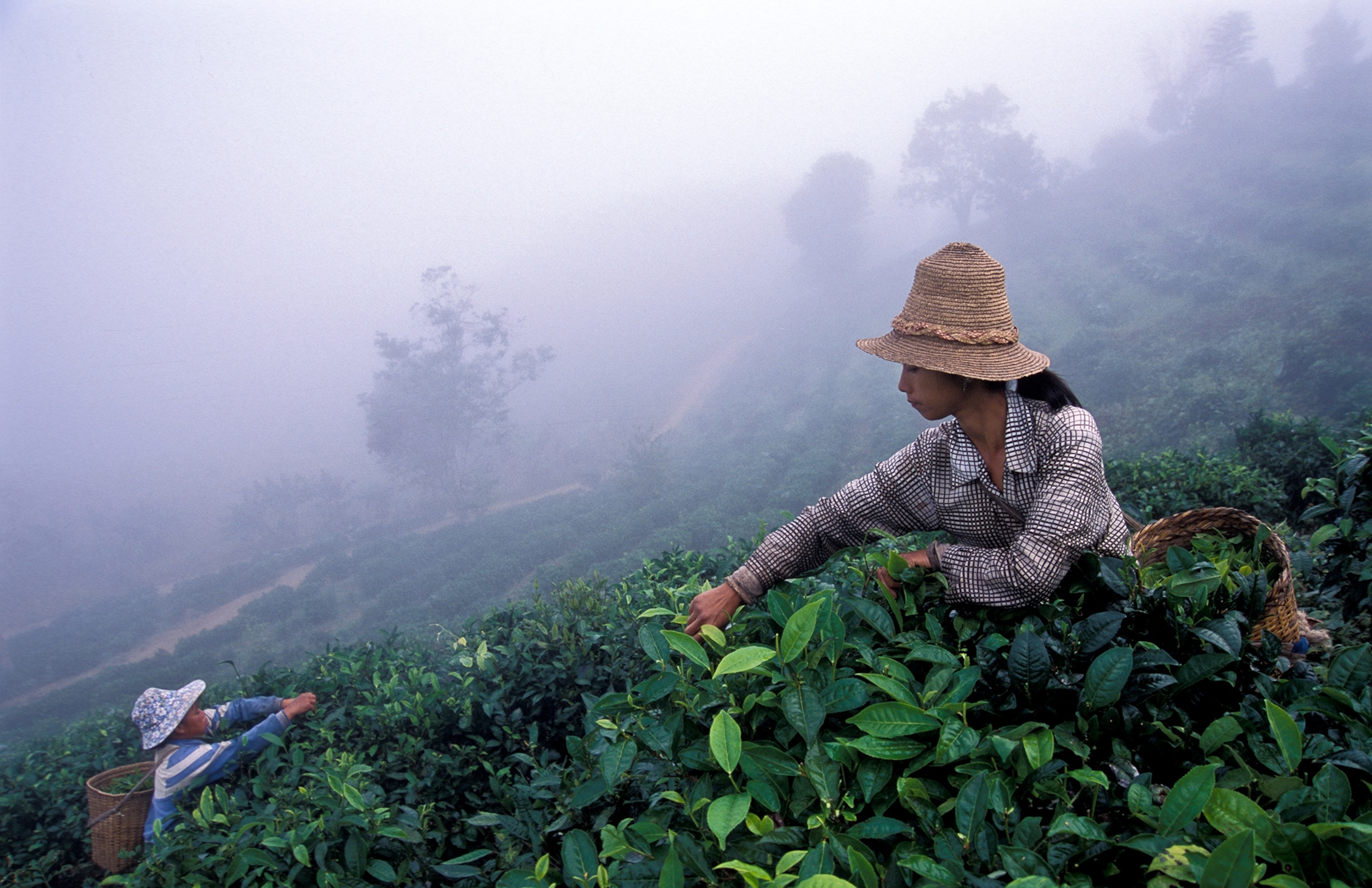 Women pick tea leaves from the misty hills.