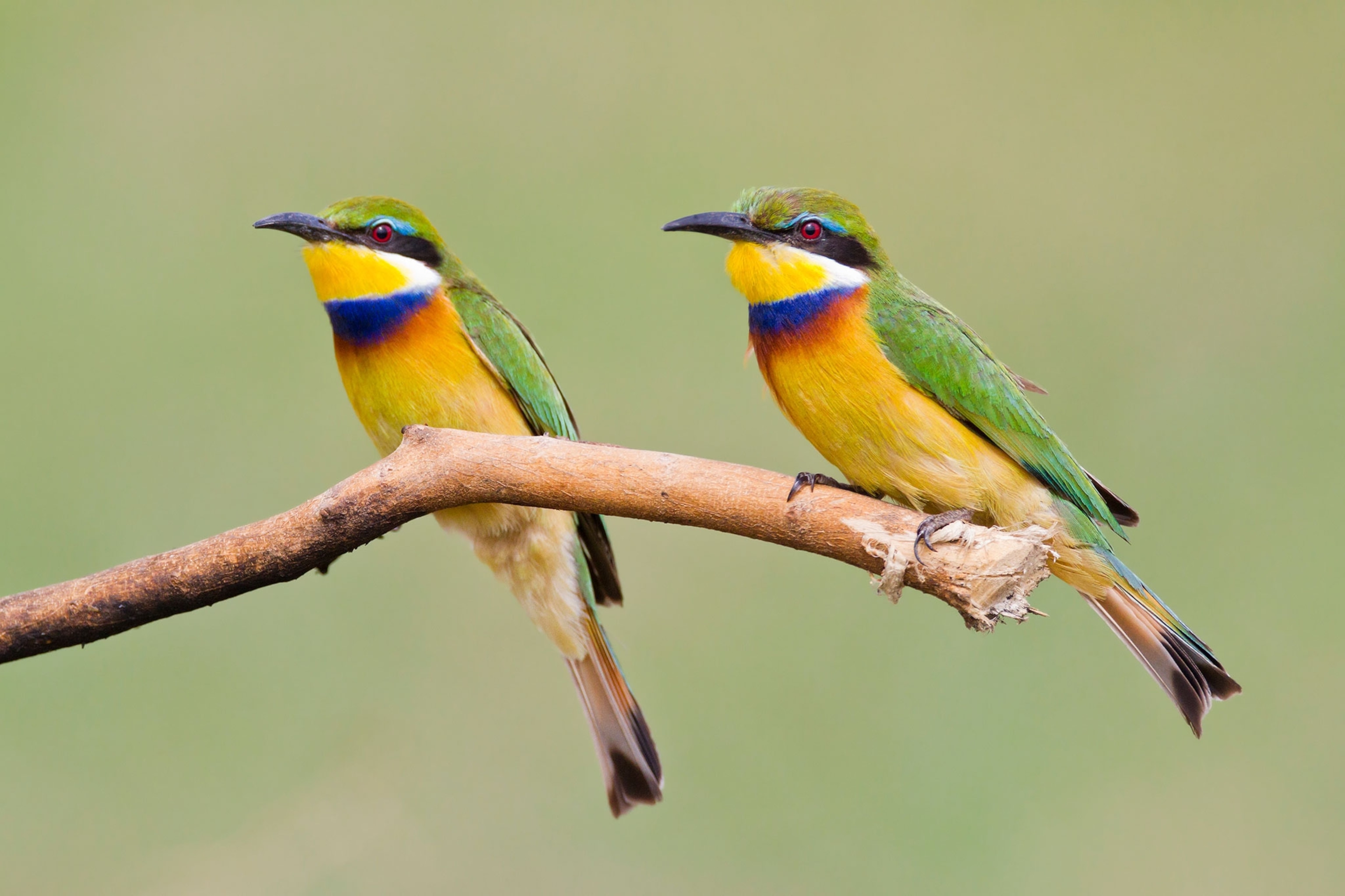 bee eaters