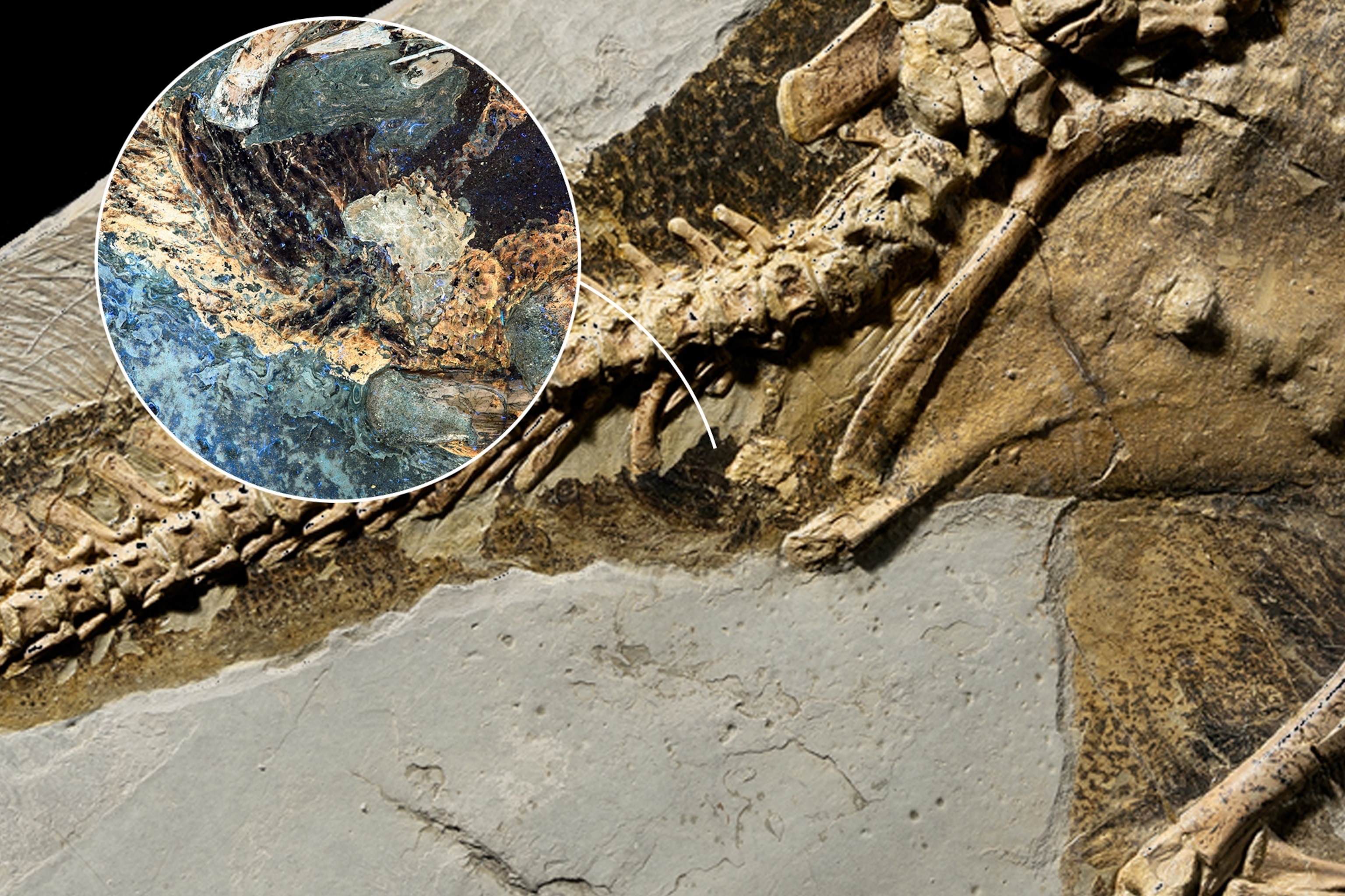 Picture of soft tissue of dino's body.