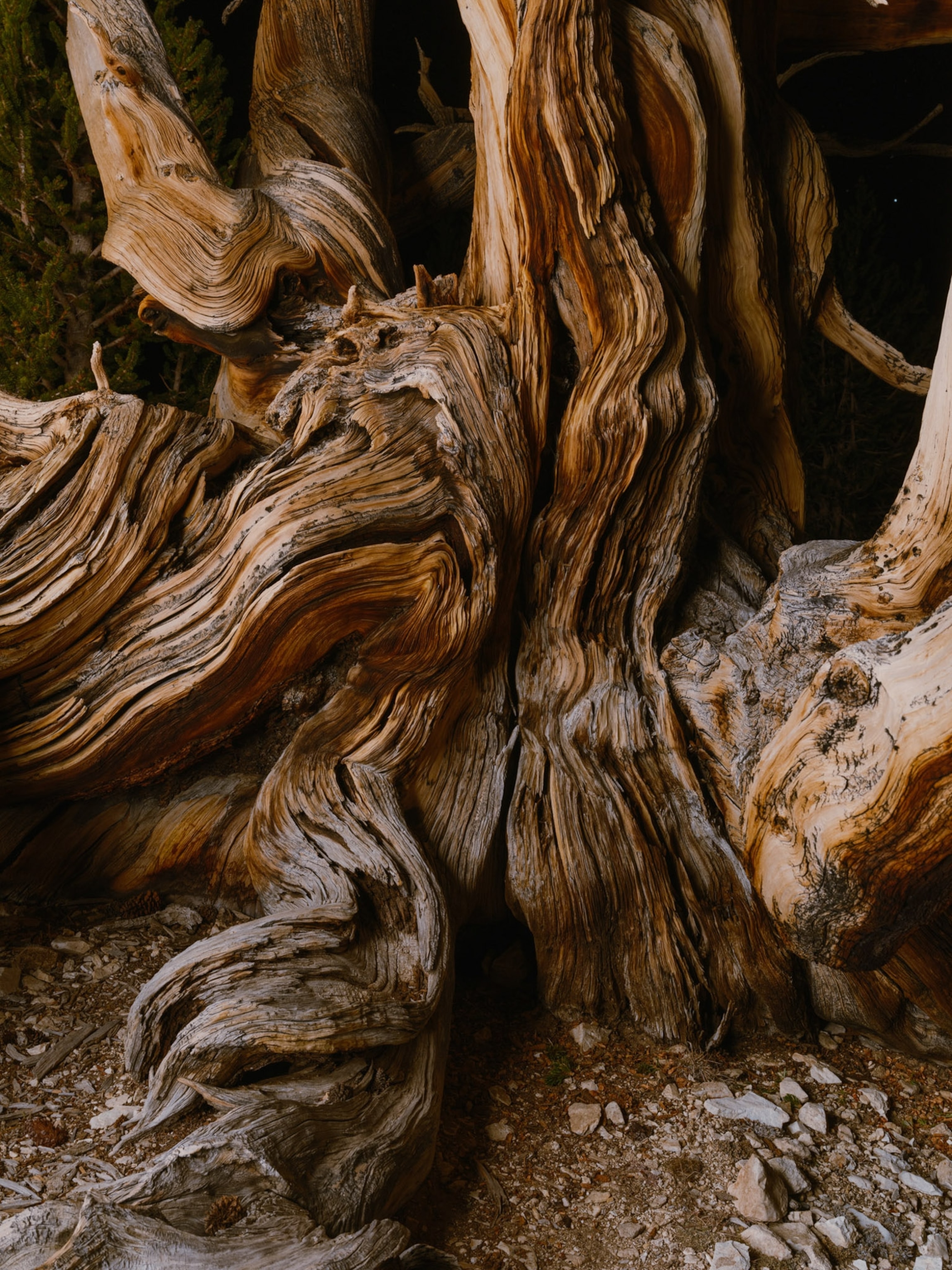 A close up view of a dead tree with twists and turns of the reaming bark.