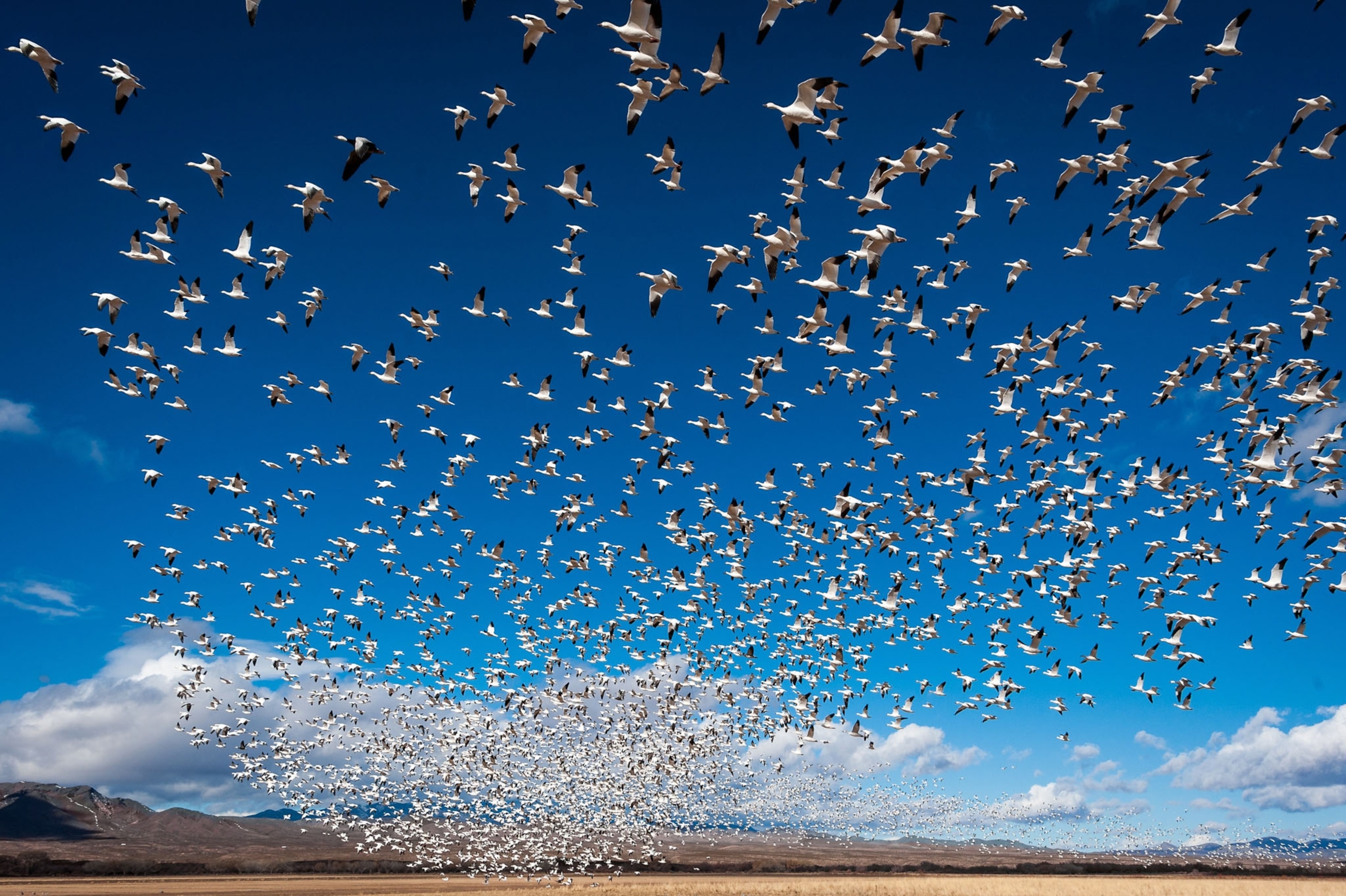 snow geese filling up a blue sky