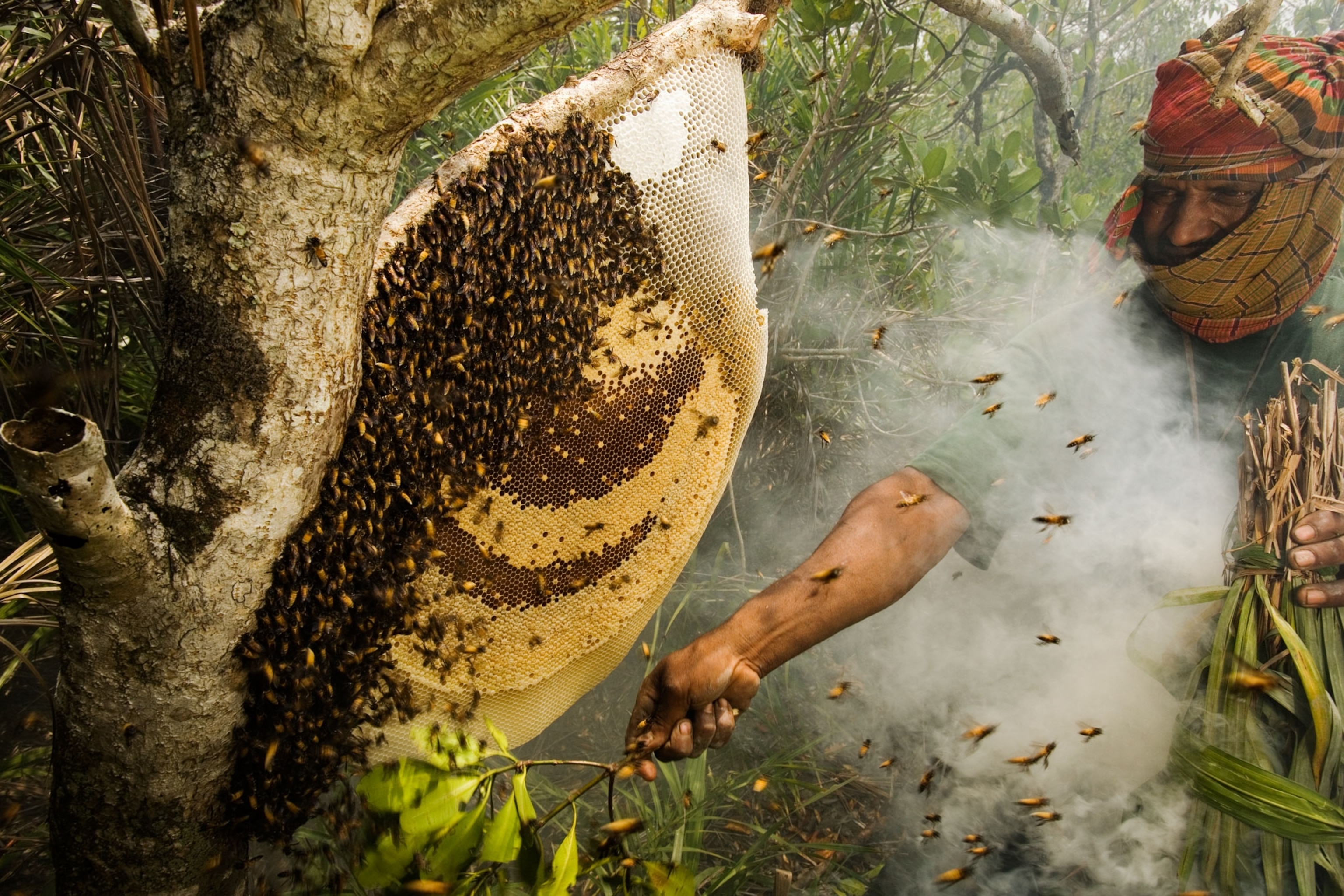 man smoking bee hive
