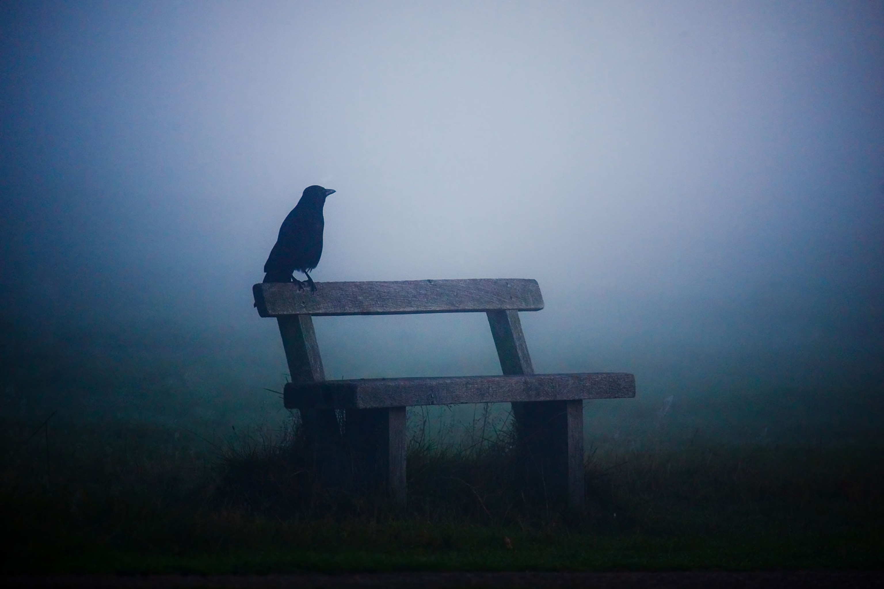 large Western jackdaw sits on a bench