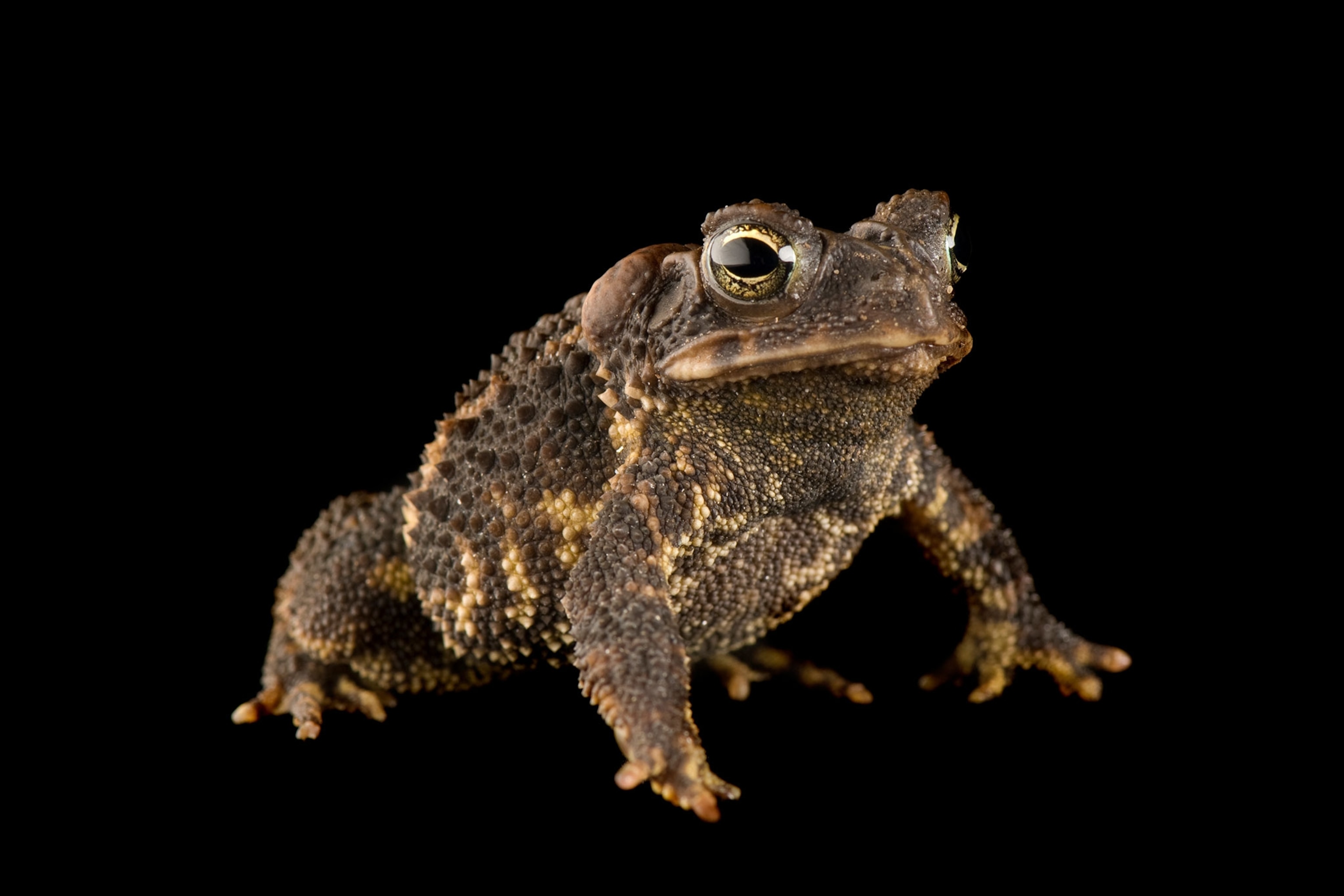 a leopard-bellied scrub toad