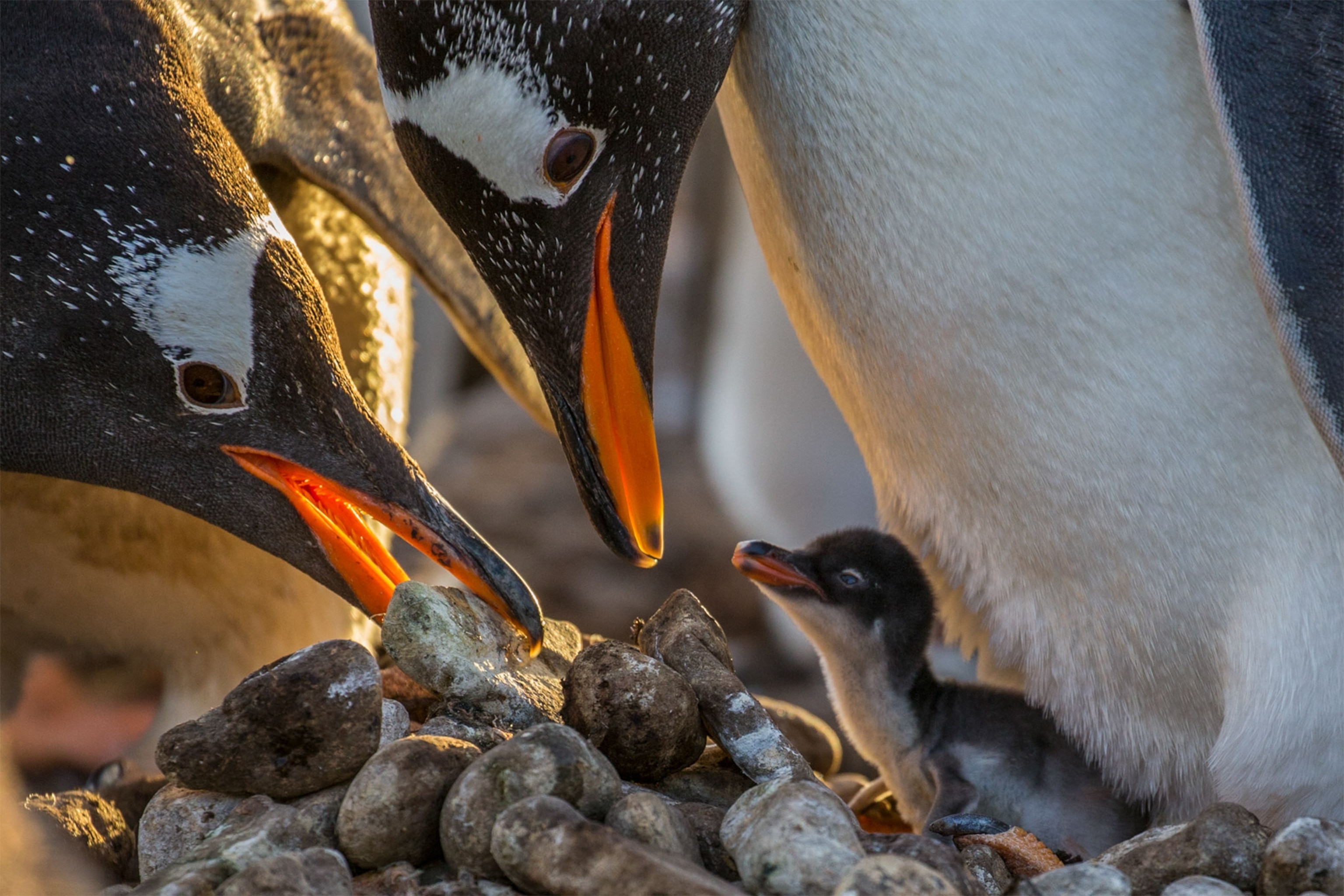 gentoo penguins