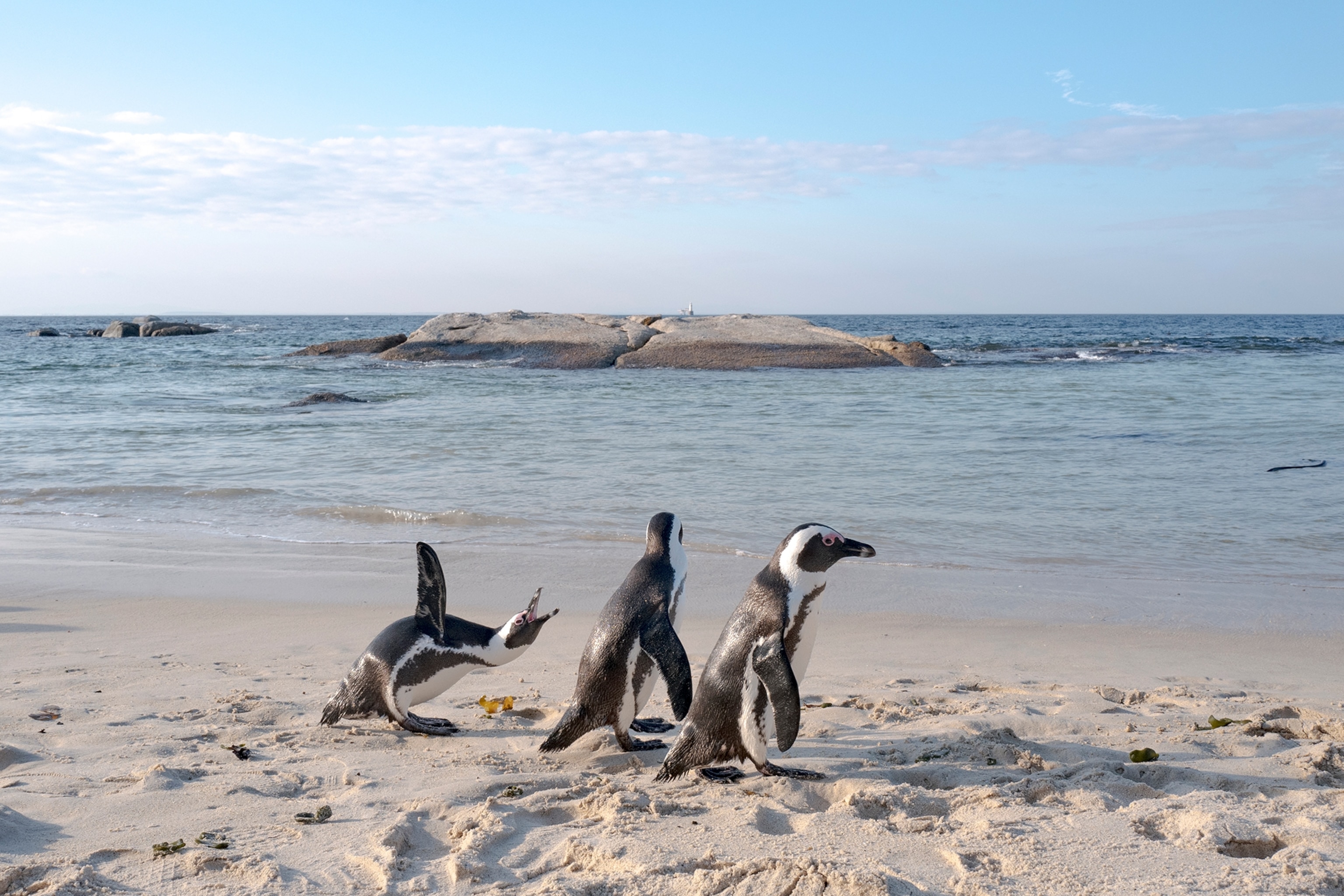 Picture of a group of African penguins strolling along Seaforth Beach