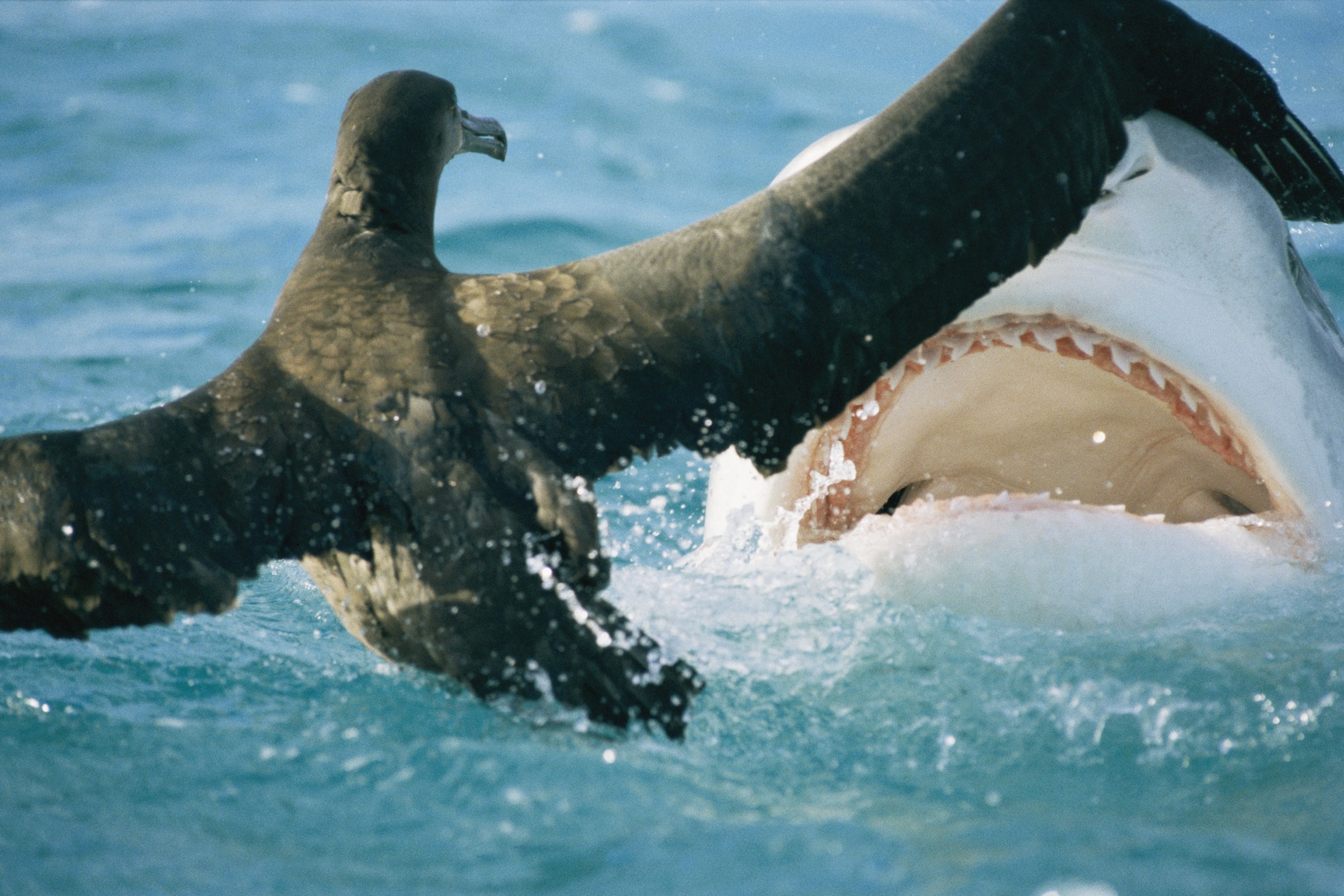 a shark threatening a fledgling albatross