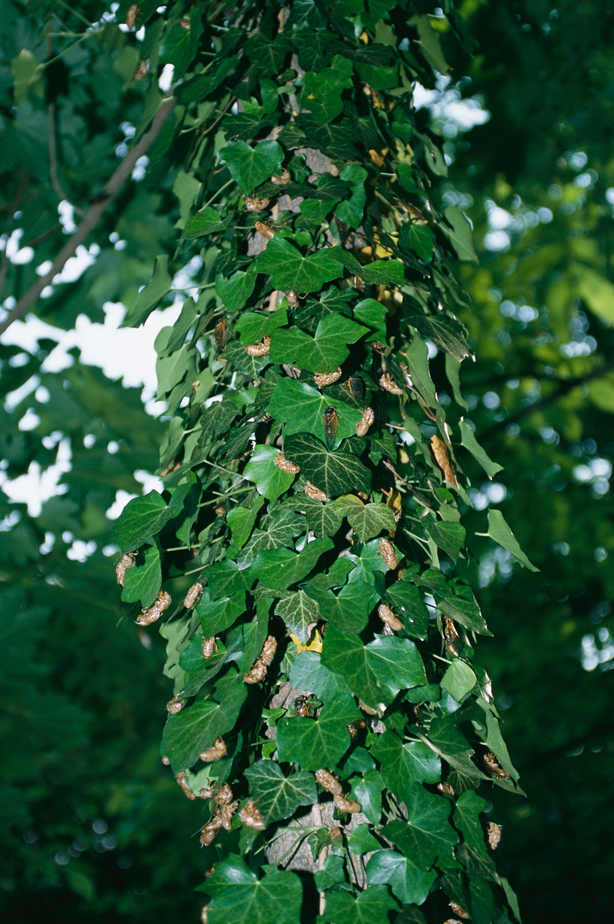 A group of cicadas on an ivy trunk