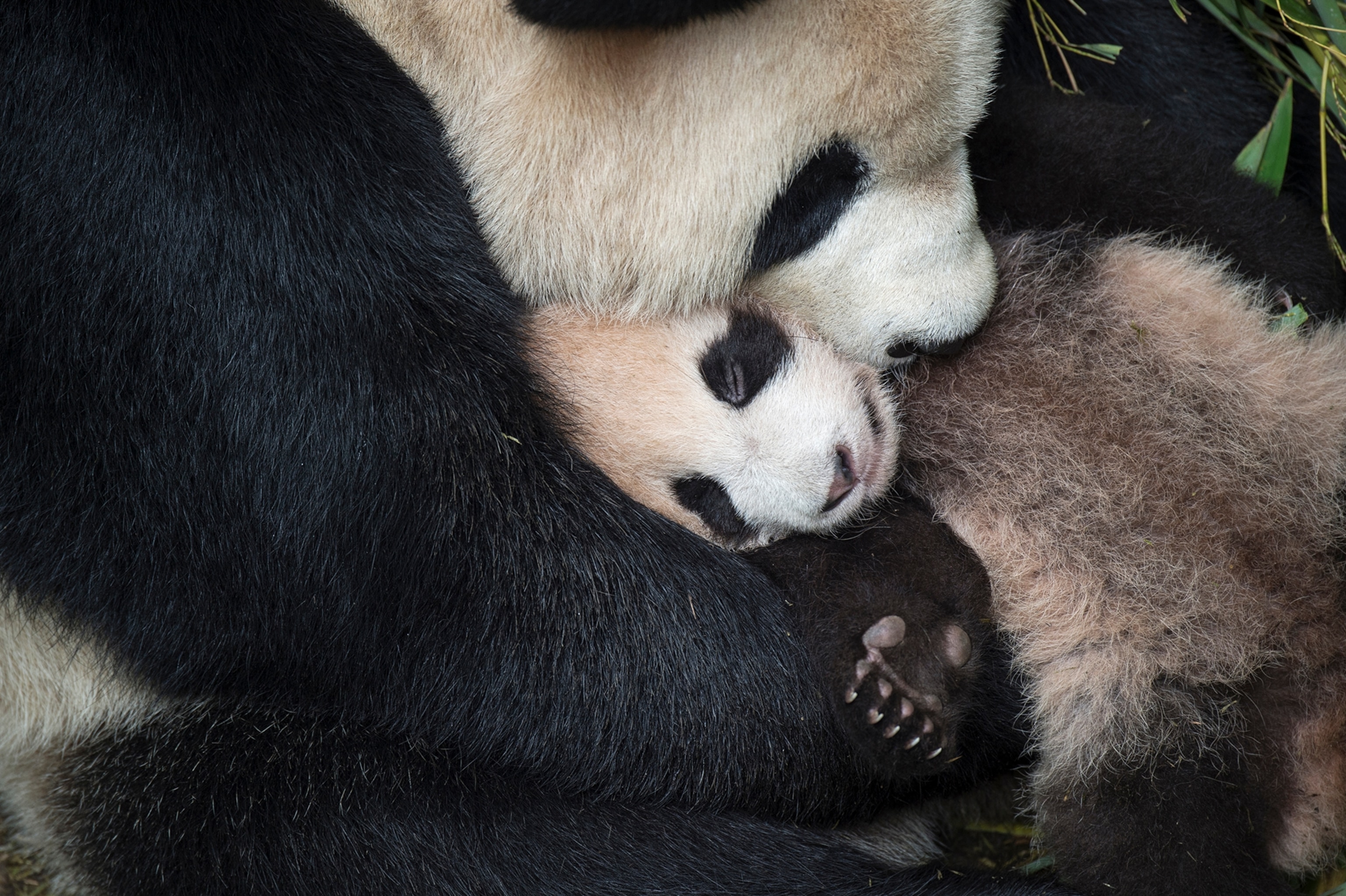 A giant panda mother cradles her cub at the Wolong China Conservation and Research Center.