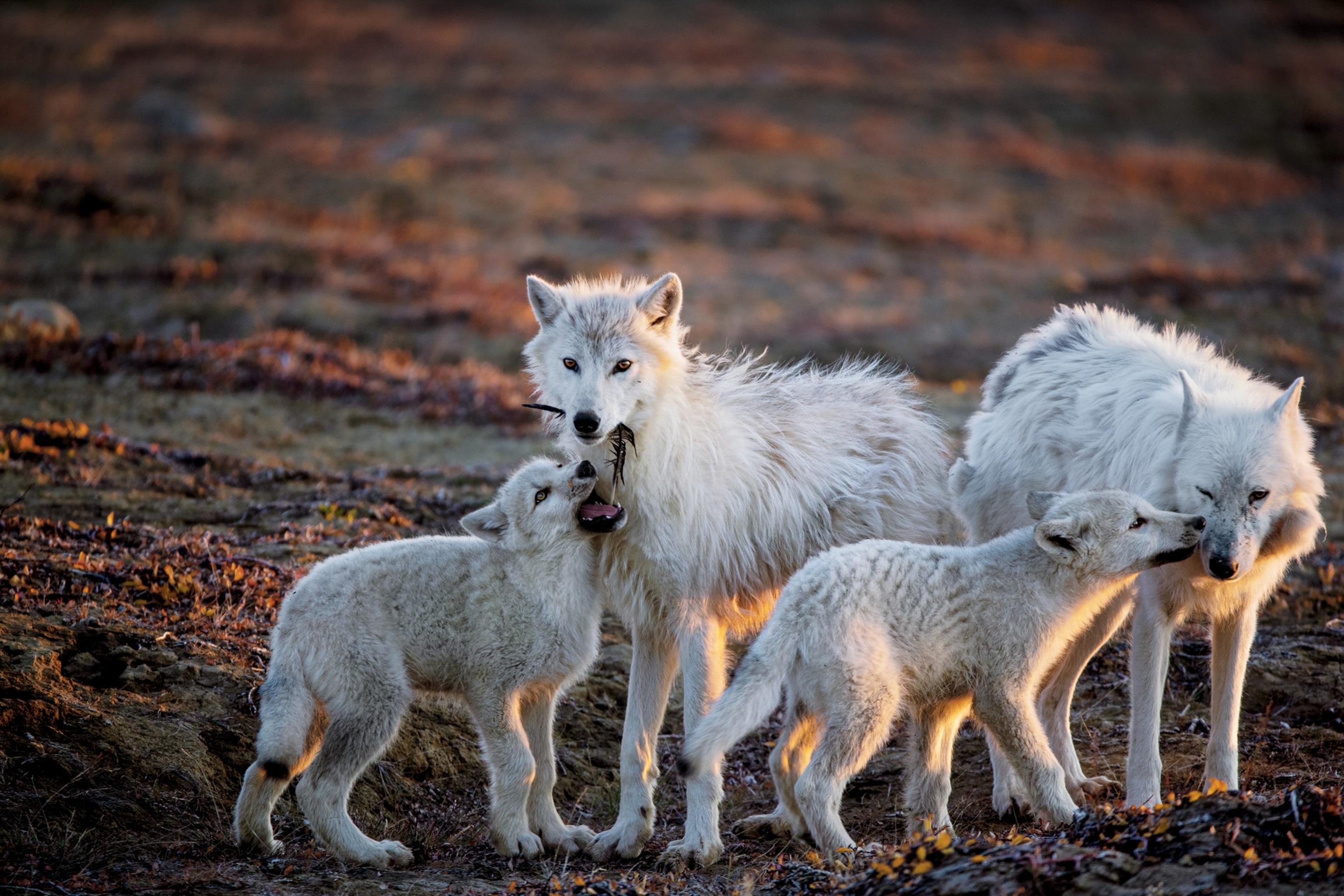 wolf pups nuzzling the pack's matriarch on Ellesmere Island