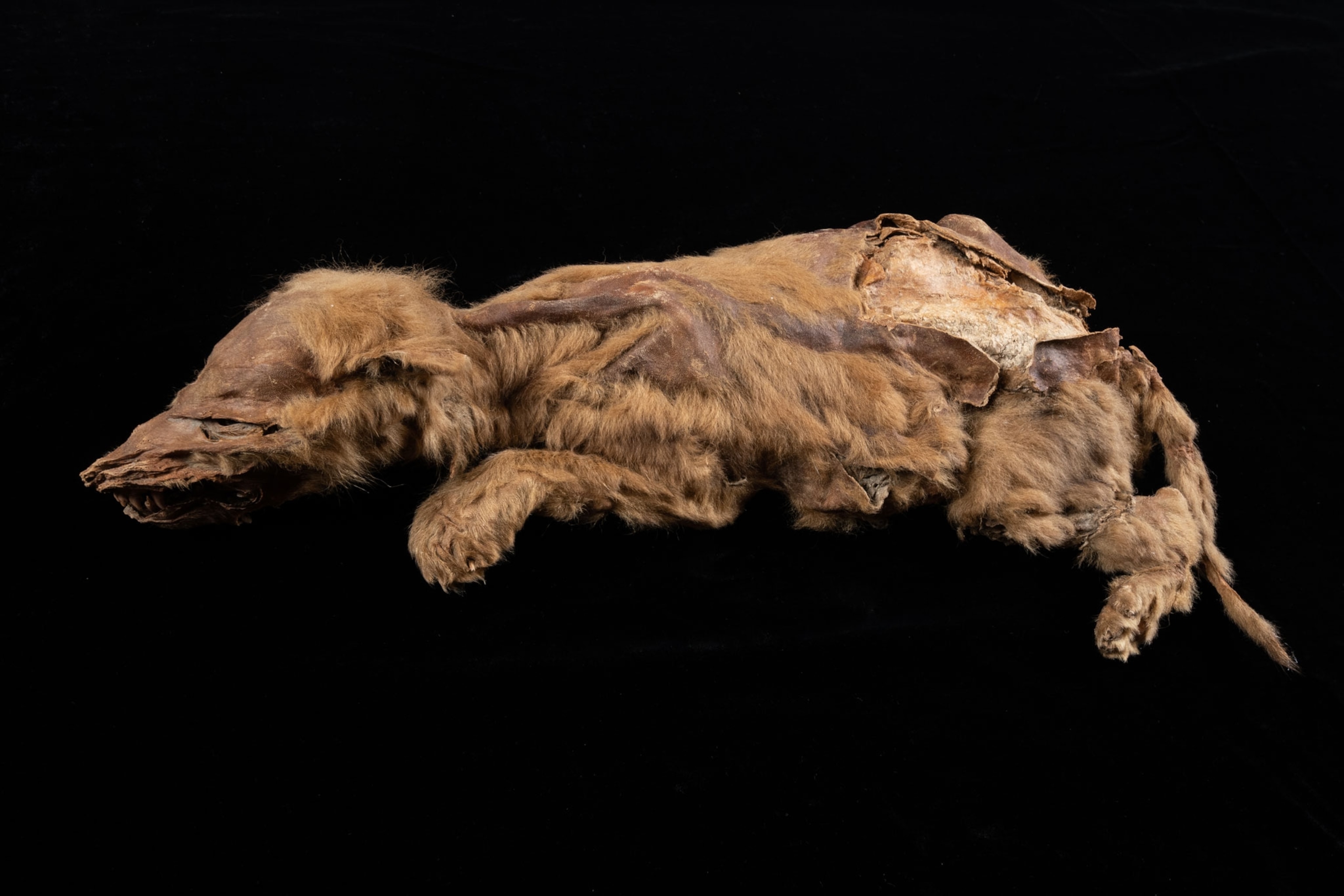 well-preserved wolf pup