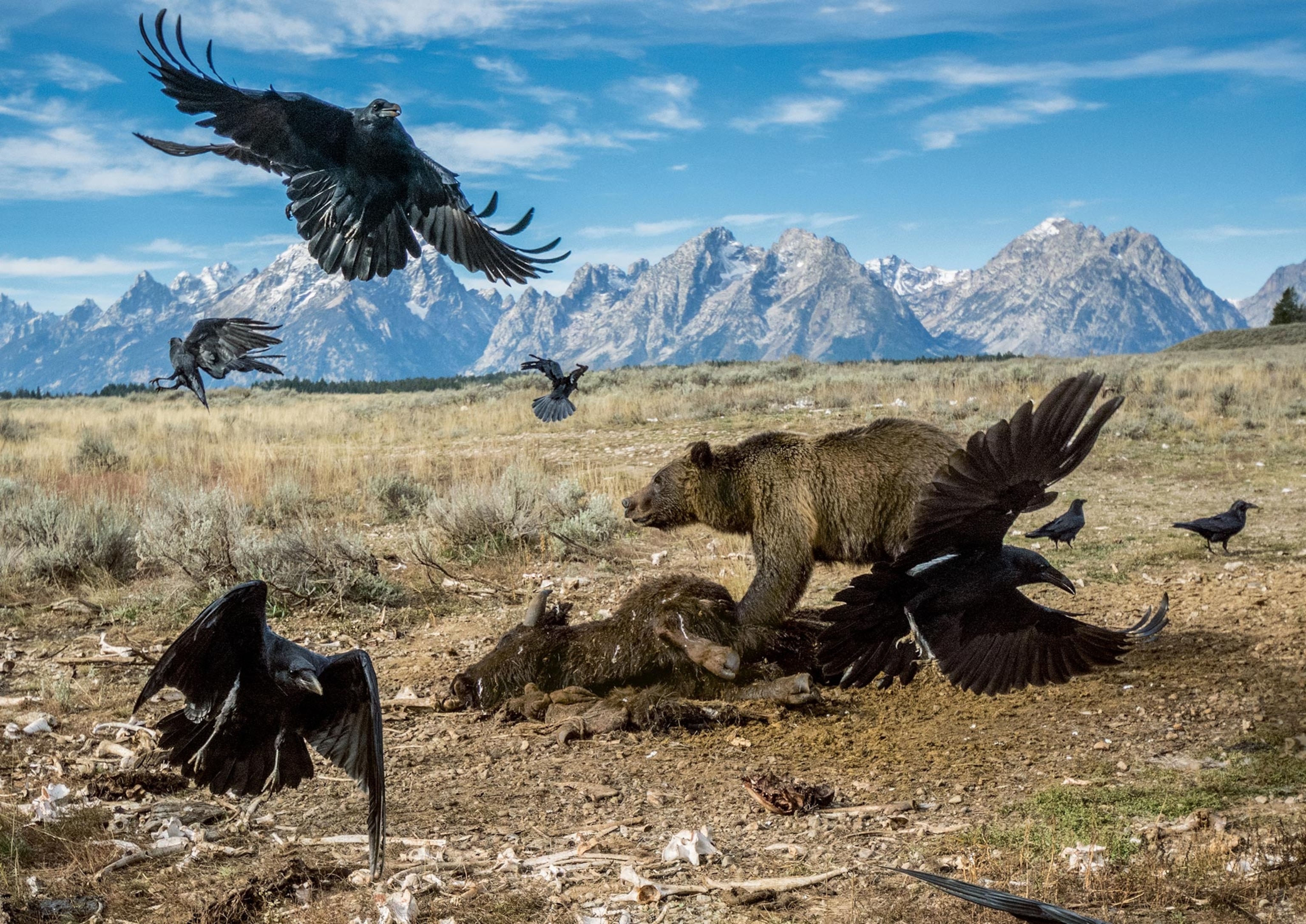 a grizzly bear in Grand Teton National Park fending off ravens from a bison carcass