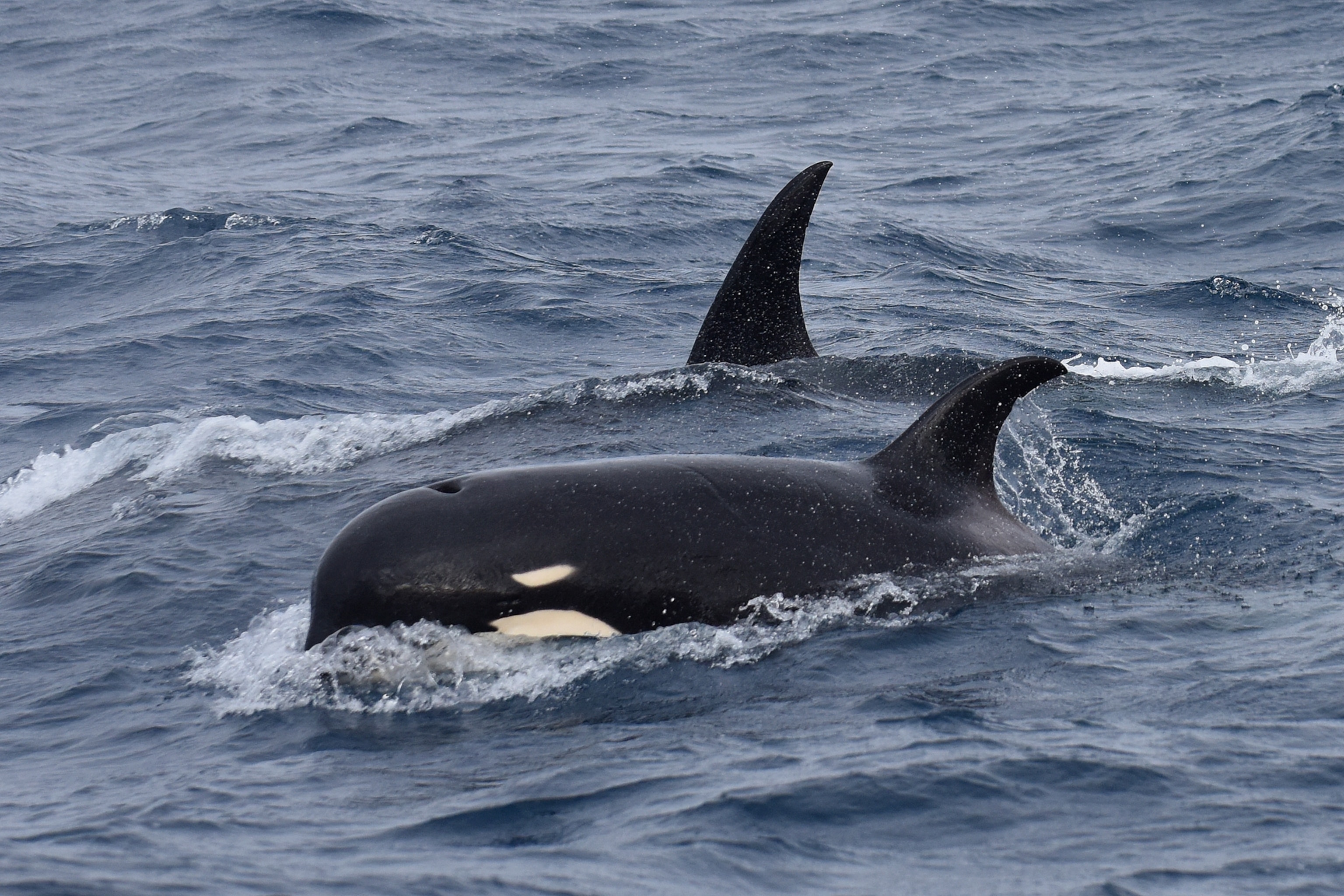 a killer whale