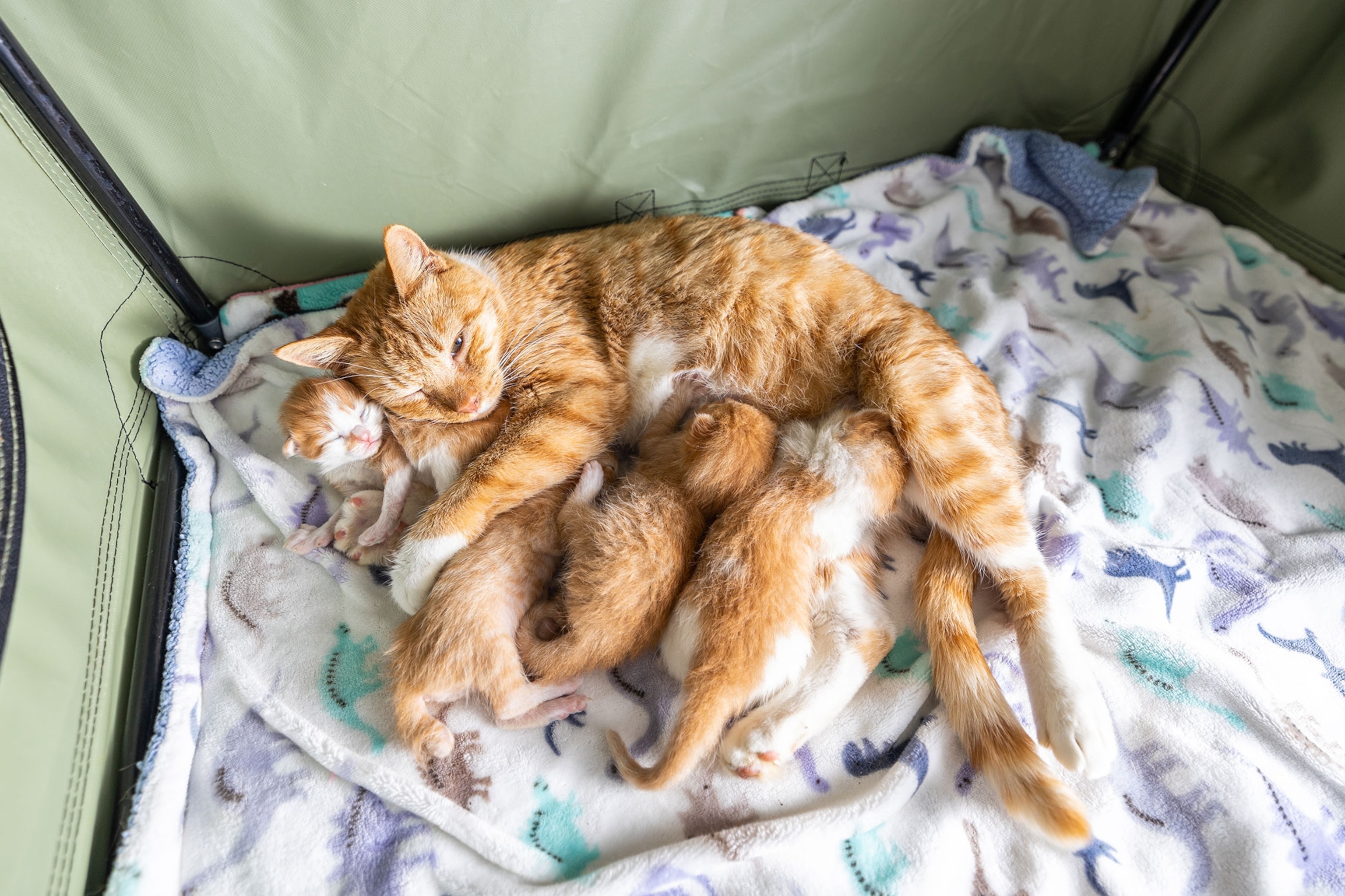 An orange and white mother cat, nursing four orange and white kittens.