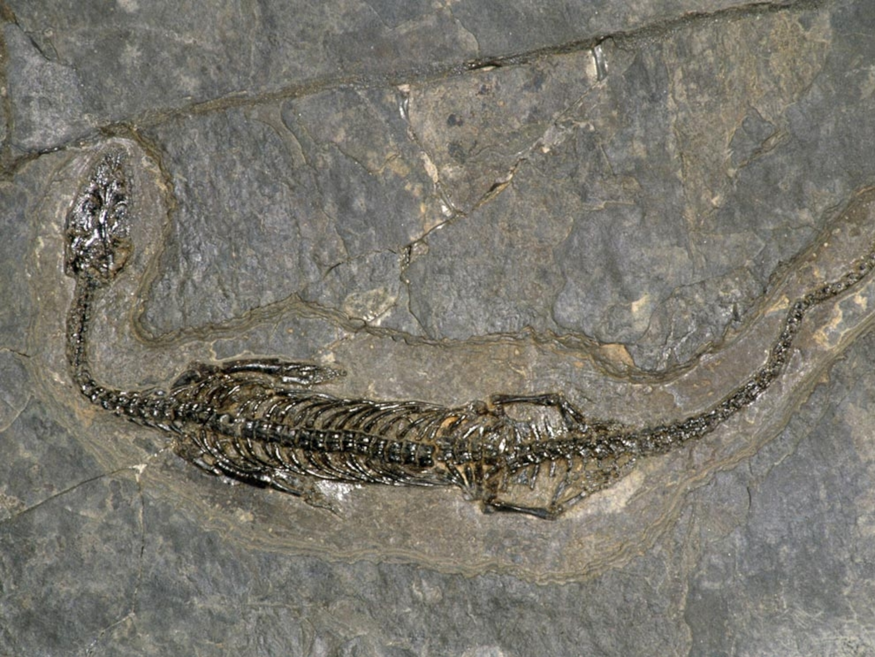 A small Triassic reptile fossil