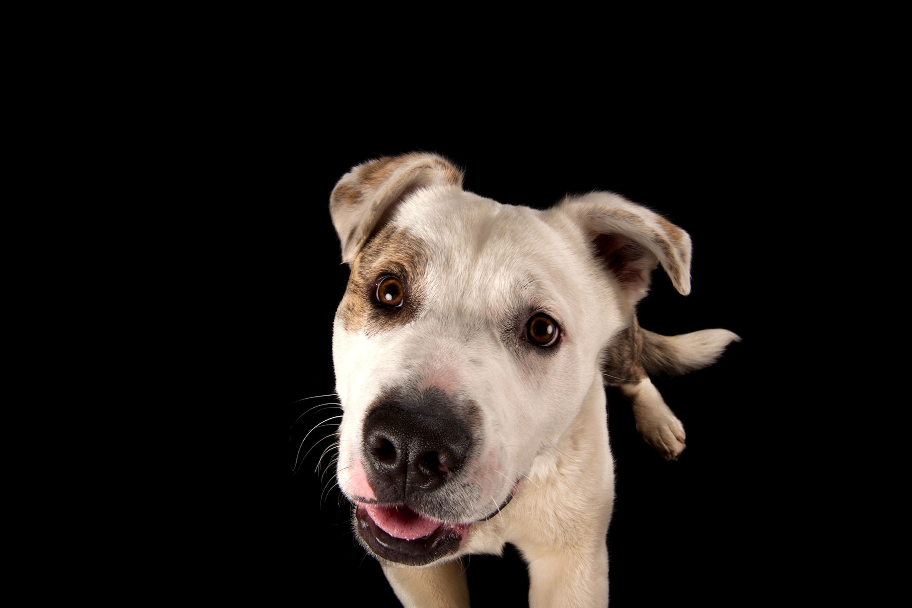a dog