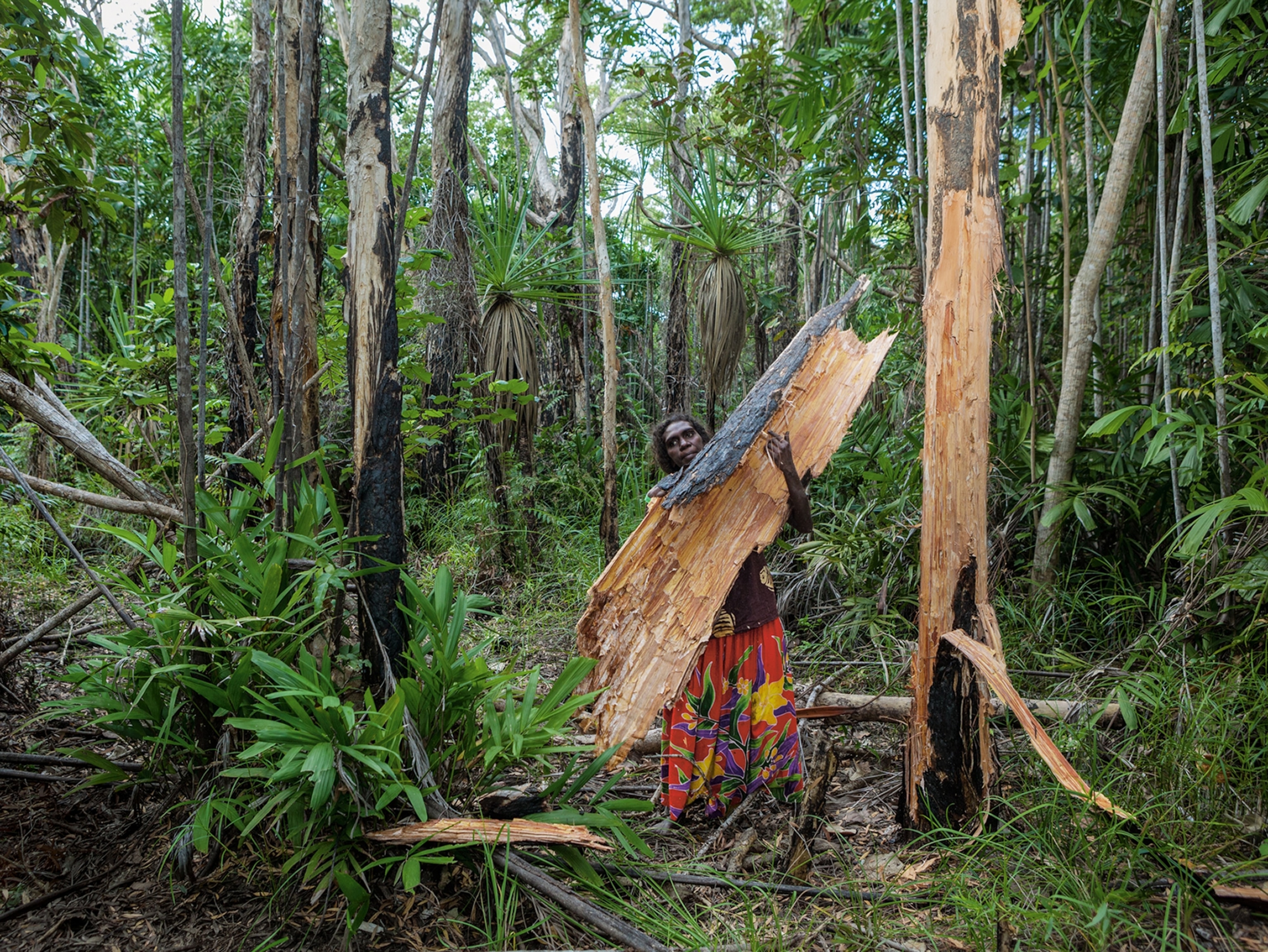 an Aboriginal woman holding the sheathing of a paperbark tree