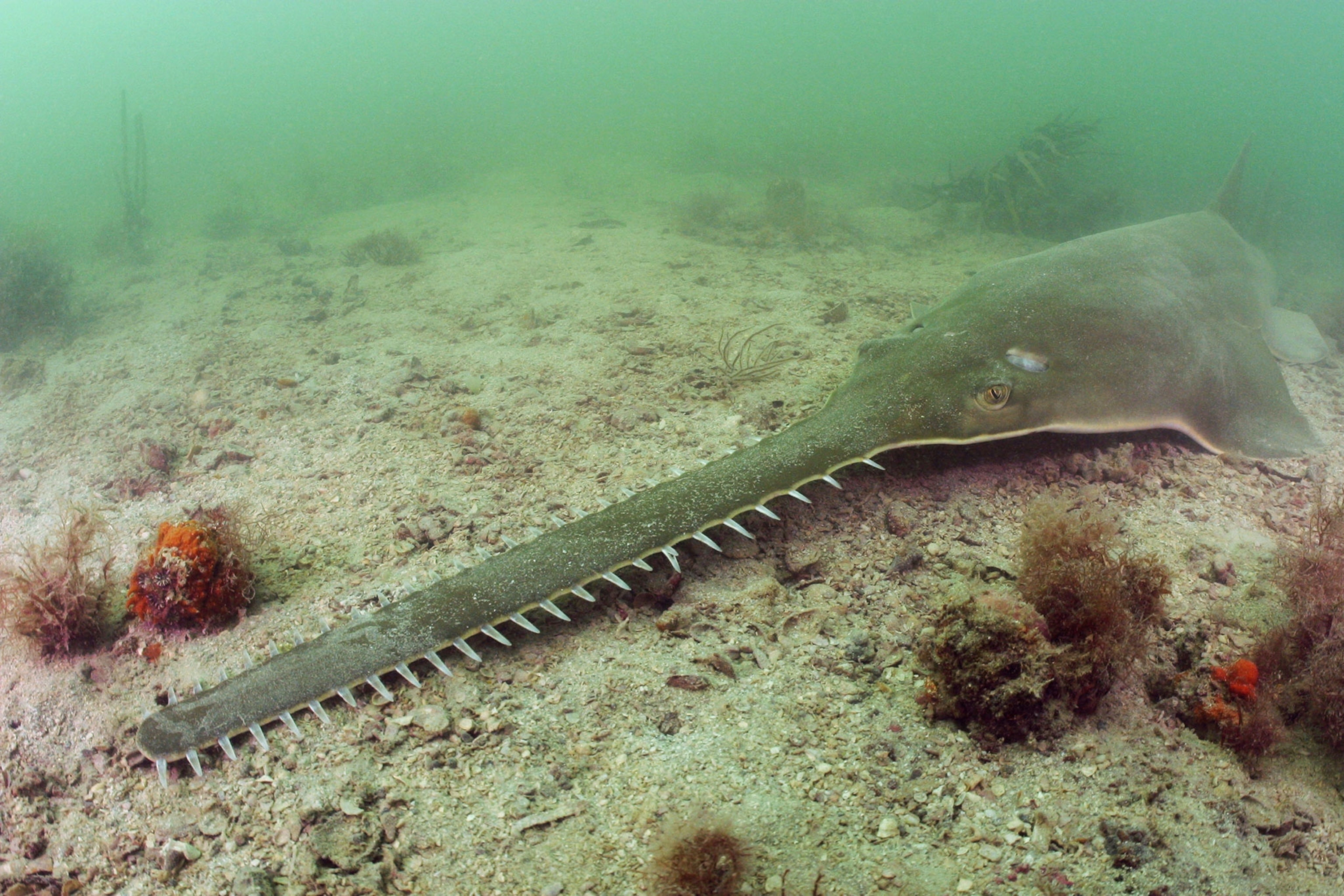 a smalltooth sawfish