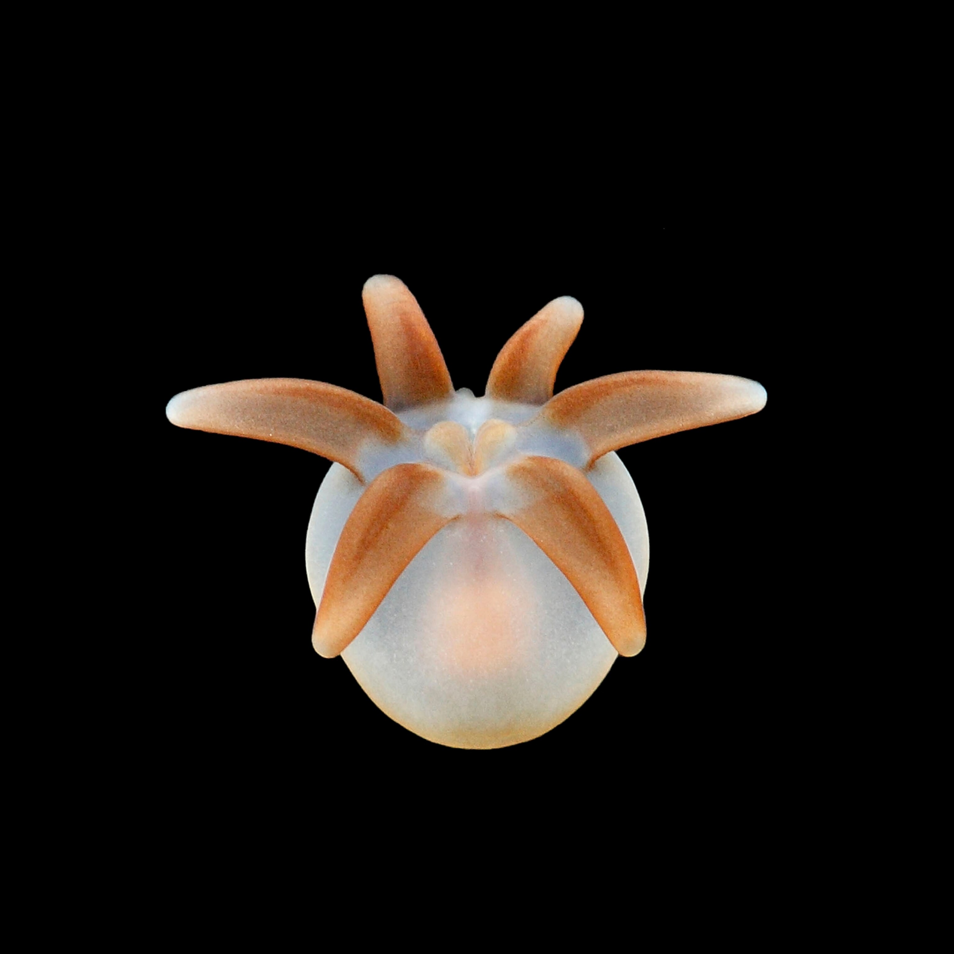 fish larvae