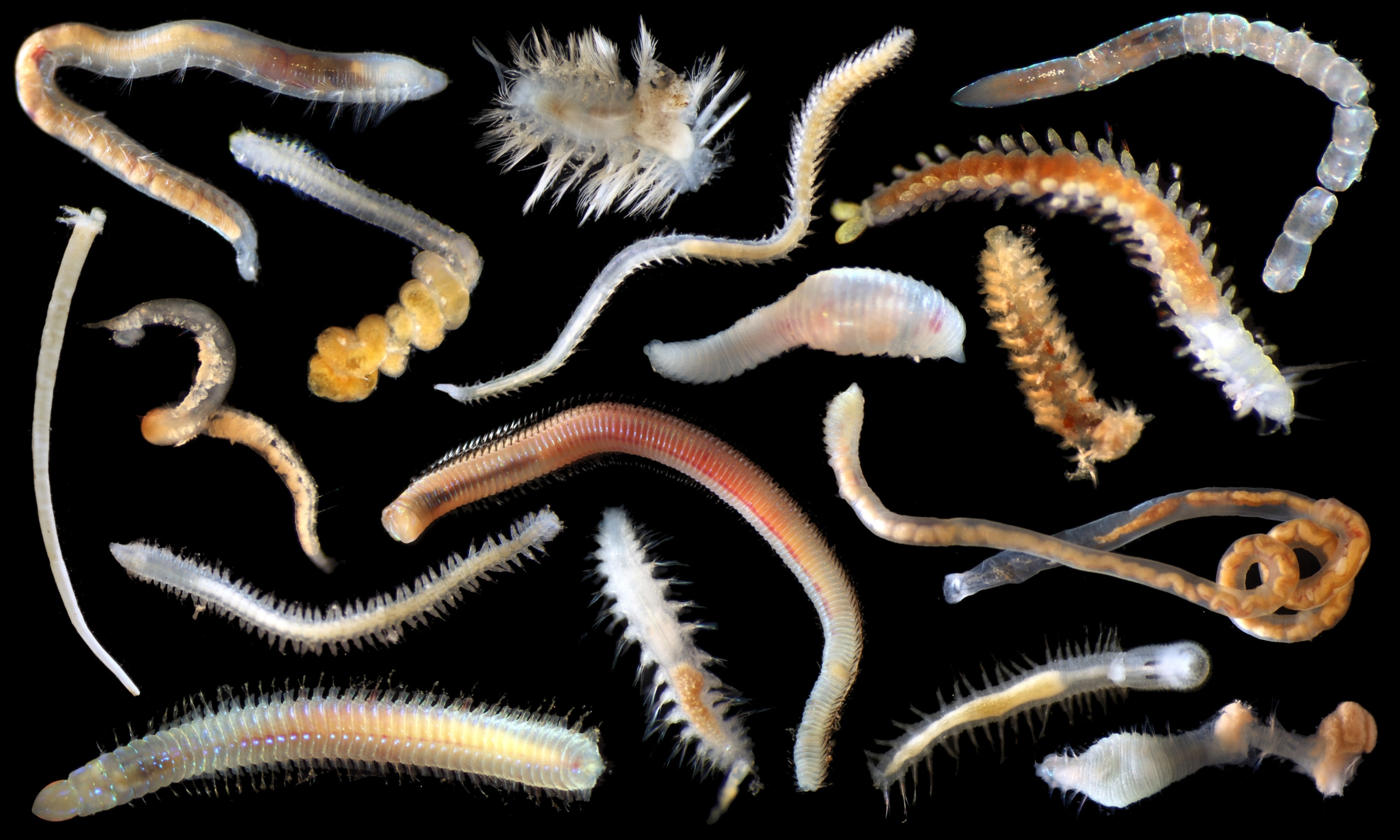 An arrangement of several annelids discovered in the CCZ. Some annelids are translucent, revealing digestive tracts; some have hundreds of legs, others have none; and one even appears to be lightly covered in feathers.