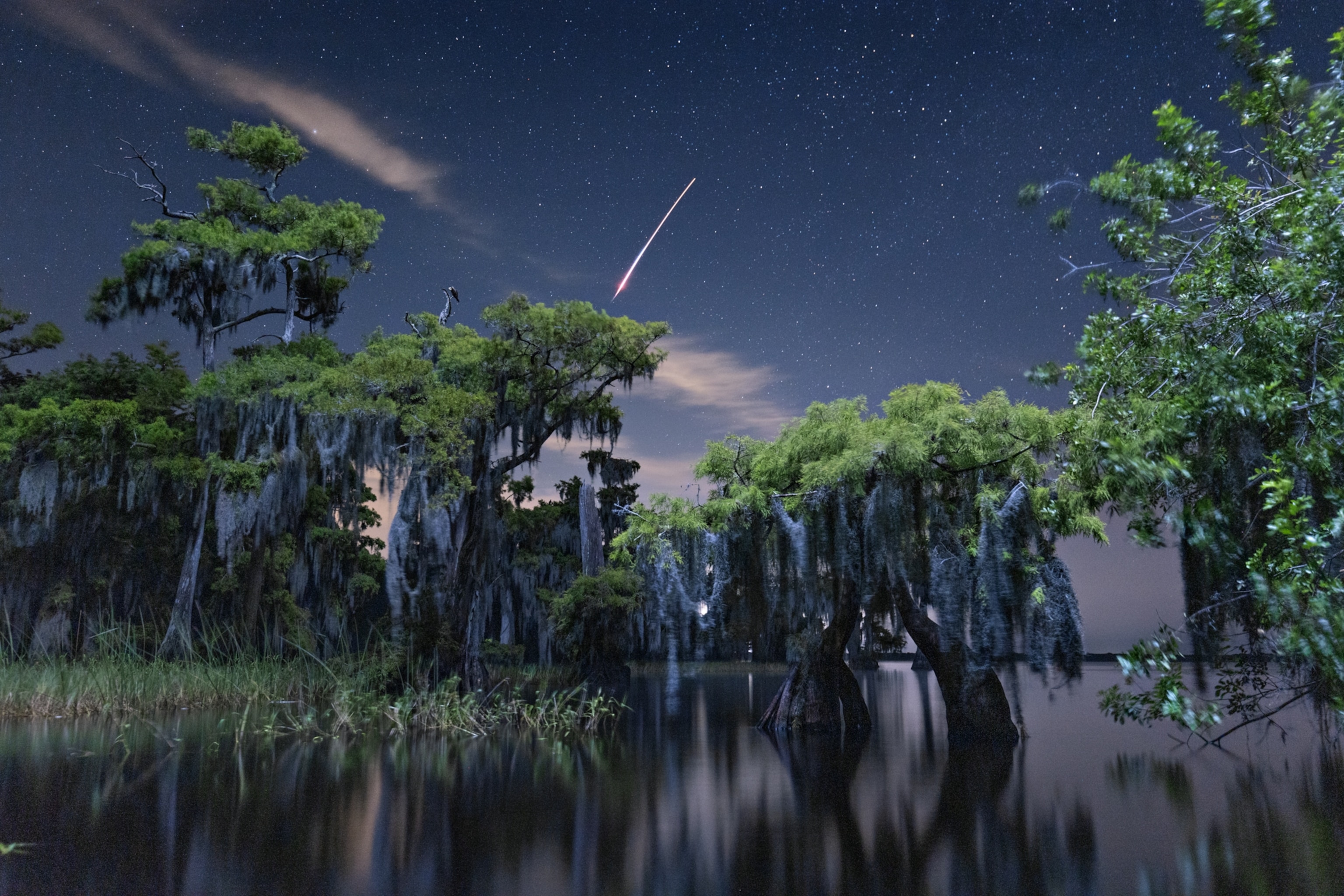 A stream of light in the night sky over a swampy area in Florida