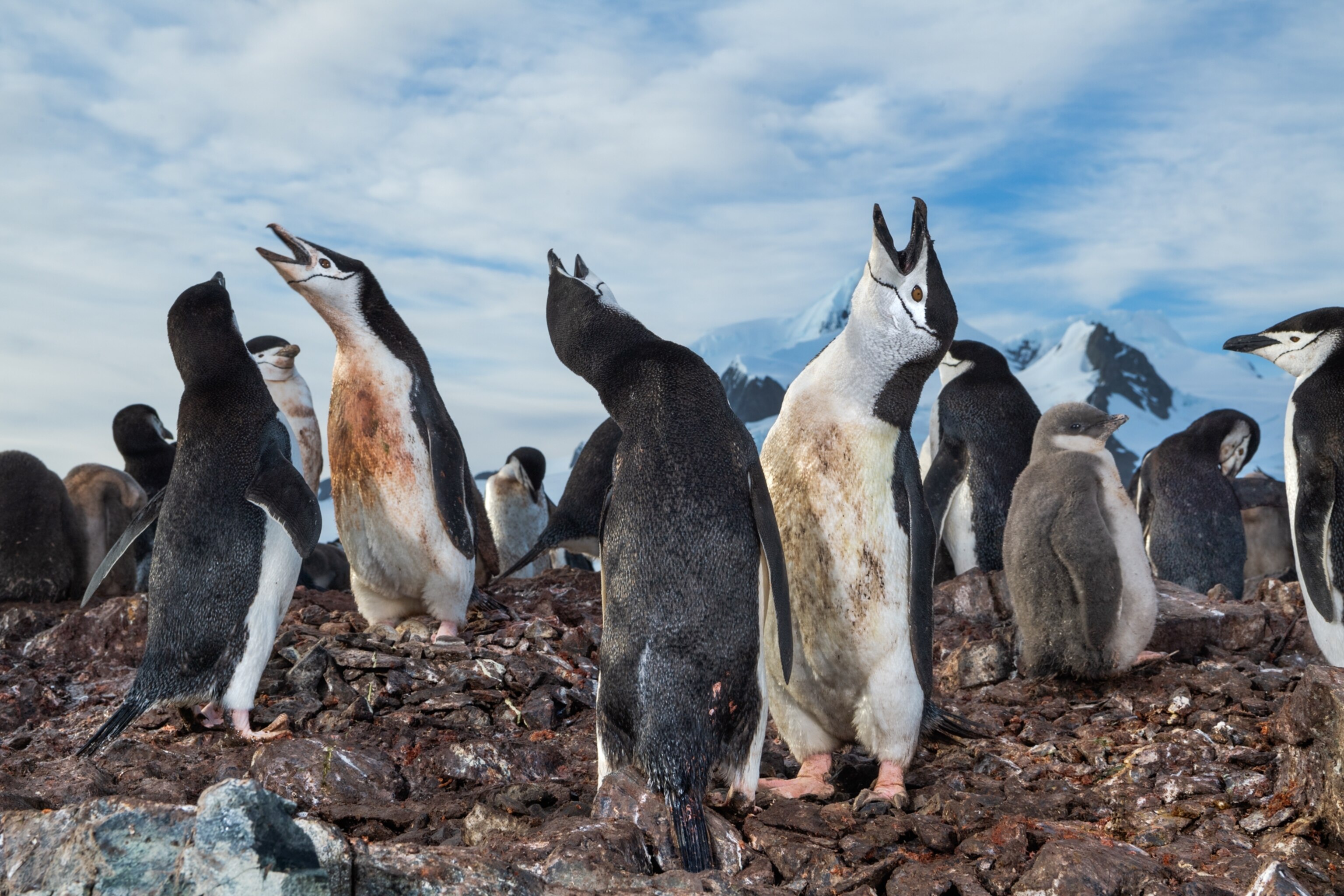 Pairs of chinstrap penguins with their beaks raised