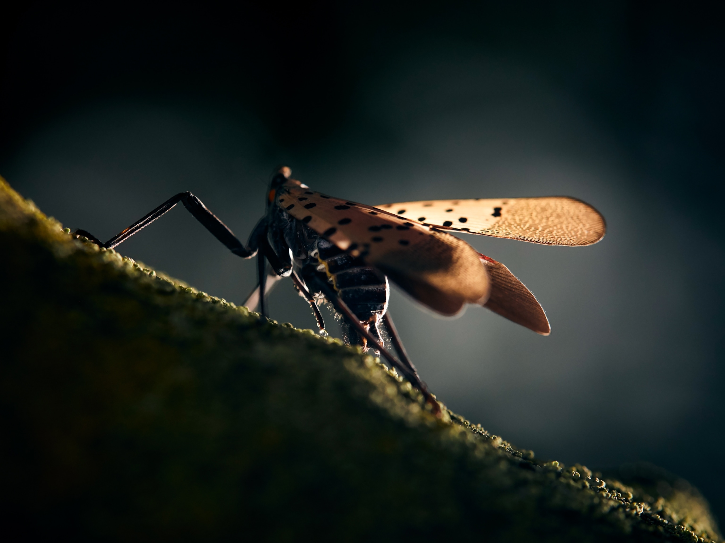 A single spotted lanternfly resting on a branch, its wings caught in sunlight, showing its delicate structure and beautiful dotted patterning.