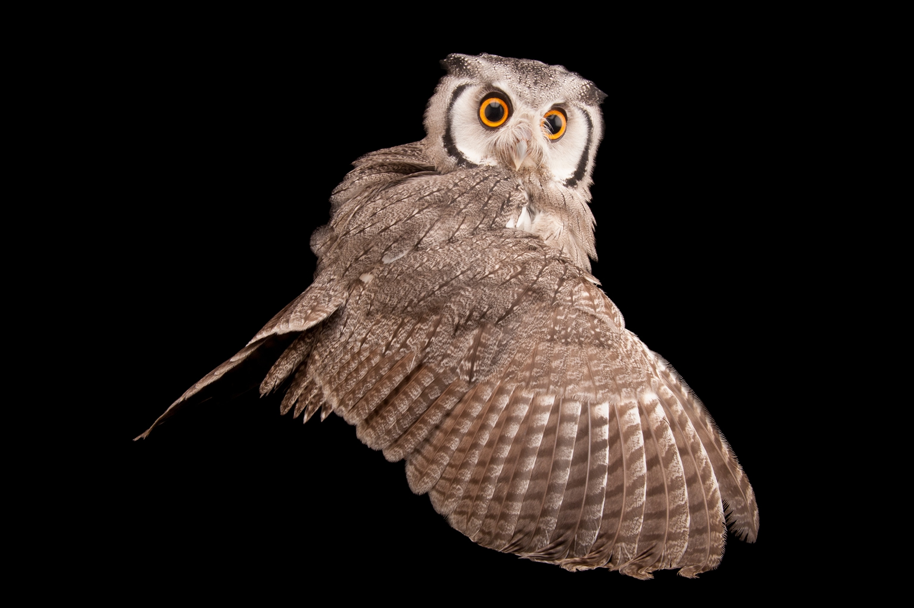 Southern white-face scops owl
