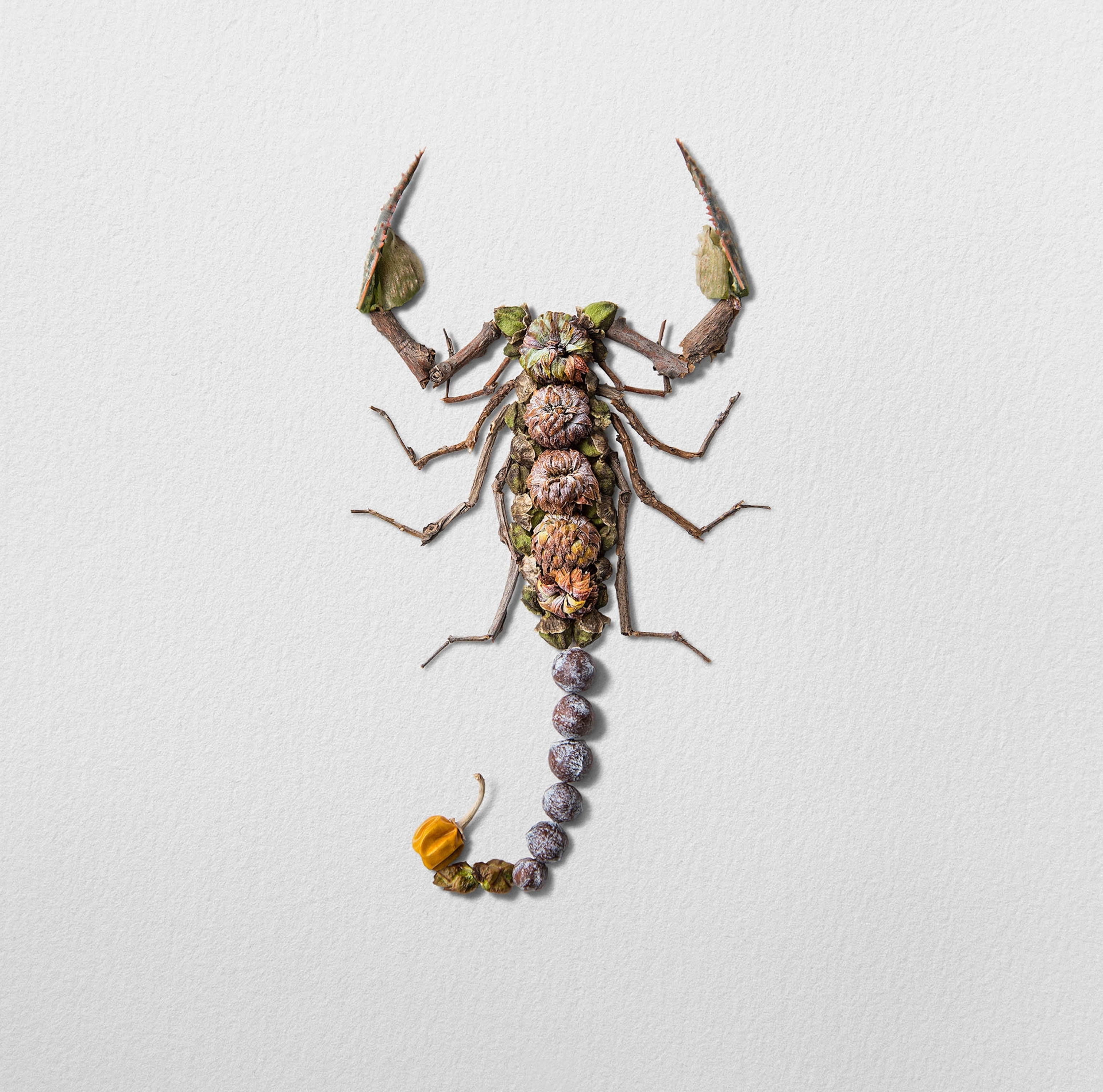flower bugs