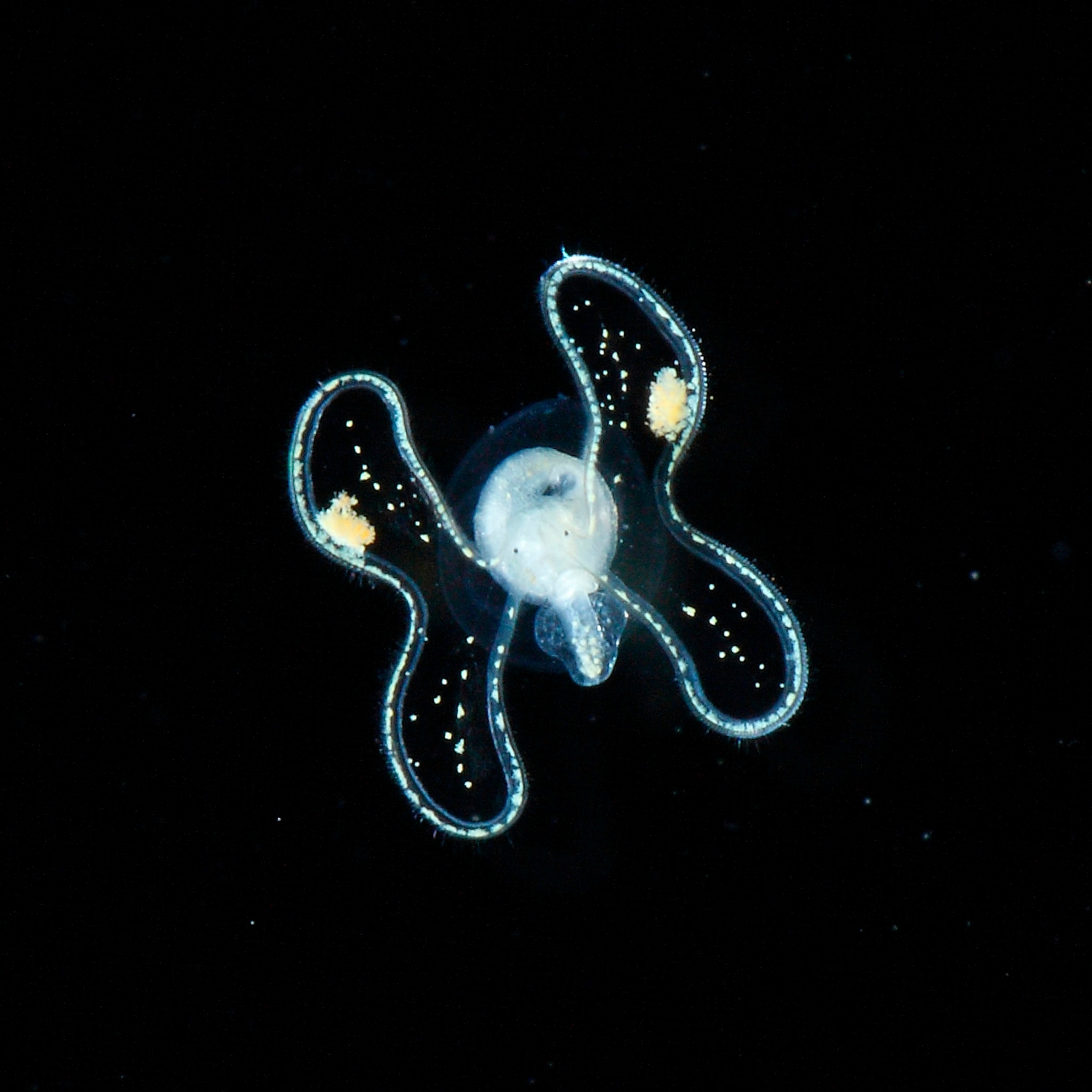 fish larvae