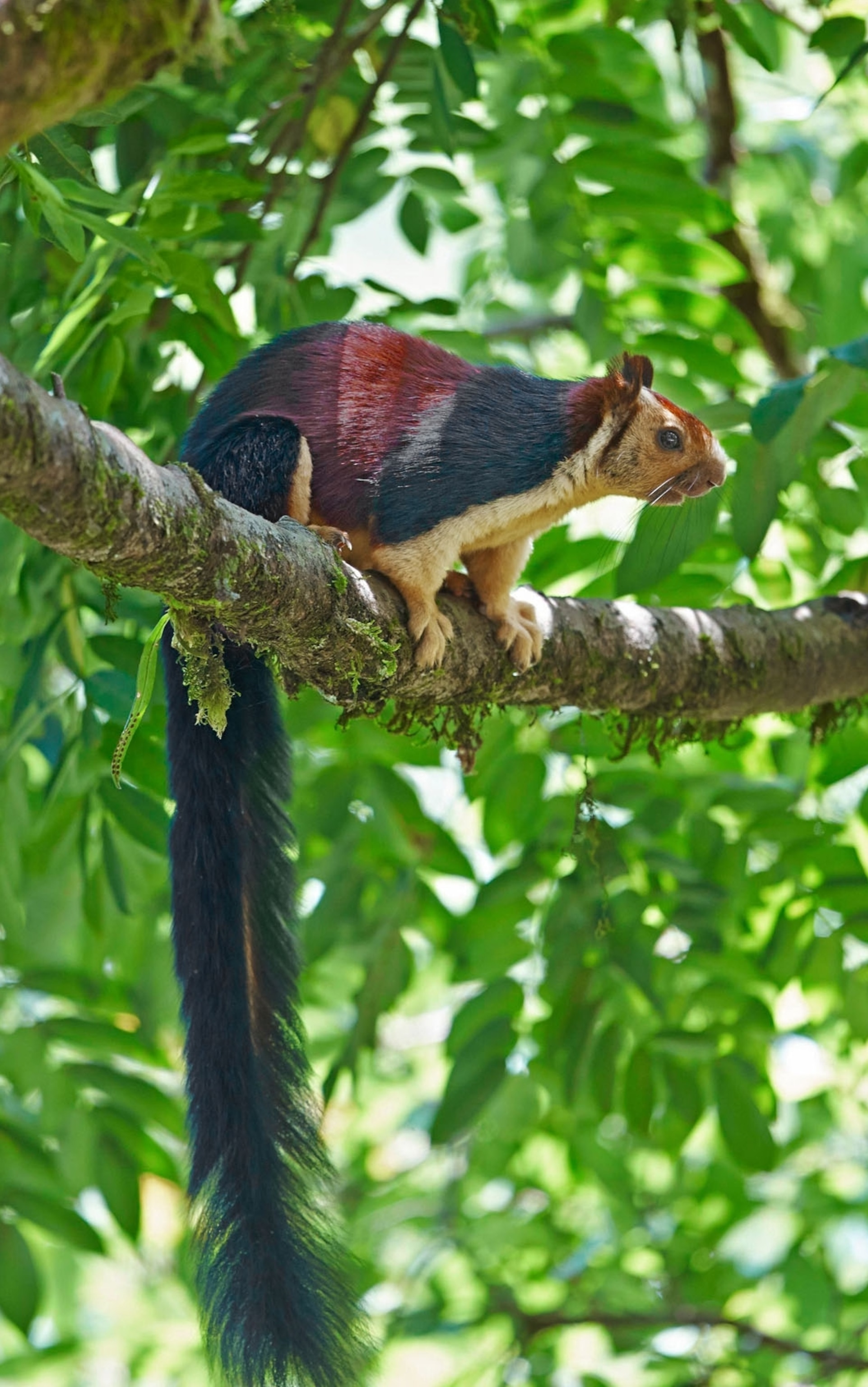 squirrel