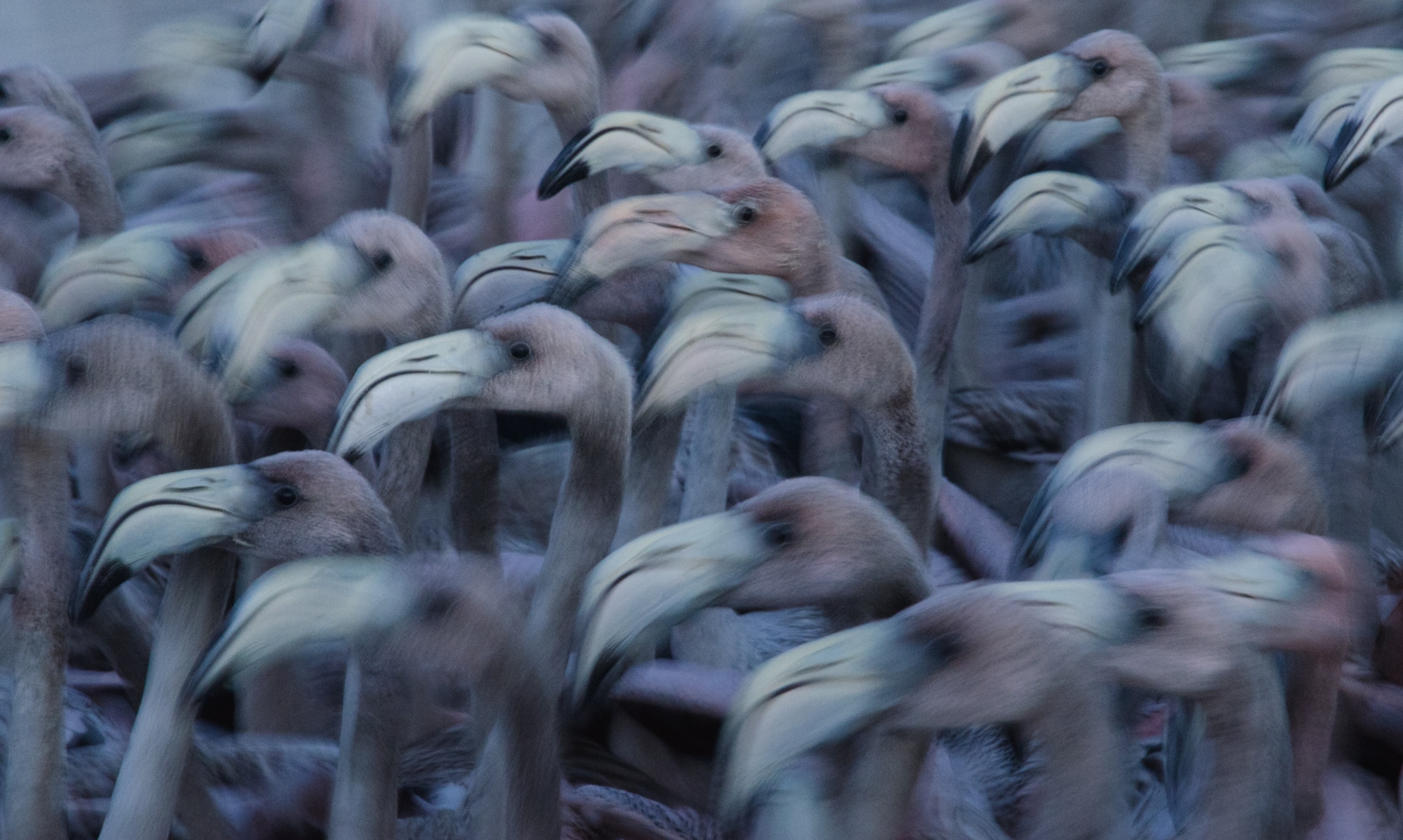Young Flamingos
