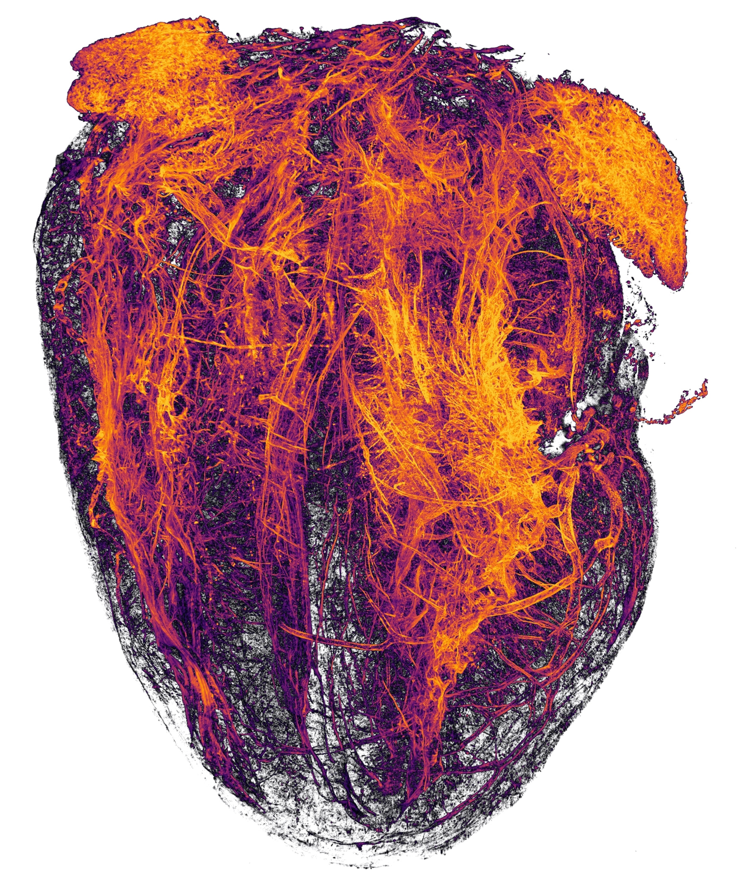 mouse blood vessels
