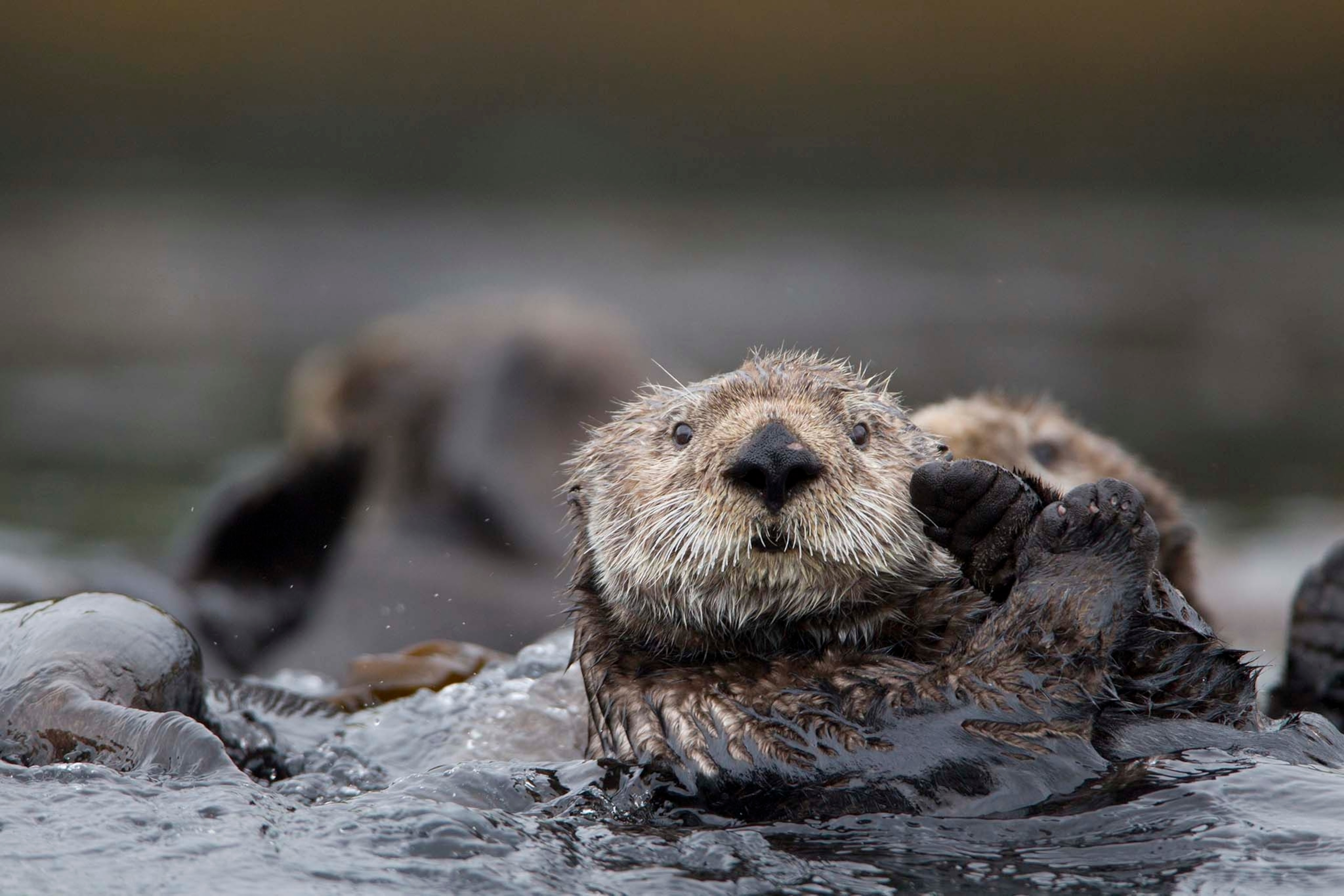 a northern sea otter