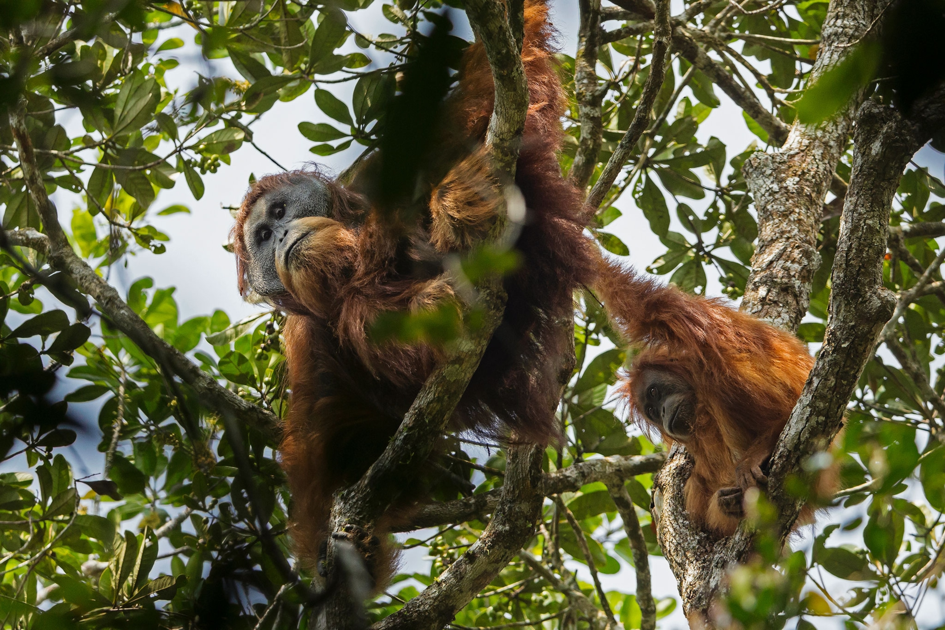 an orangutan