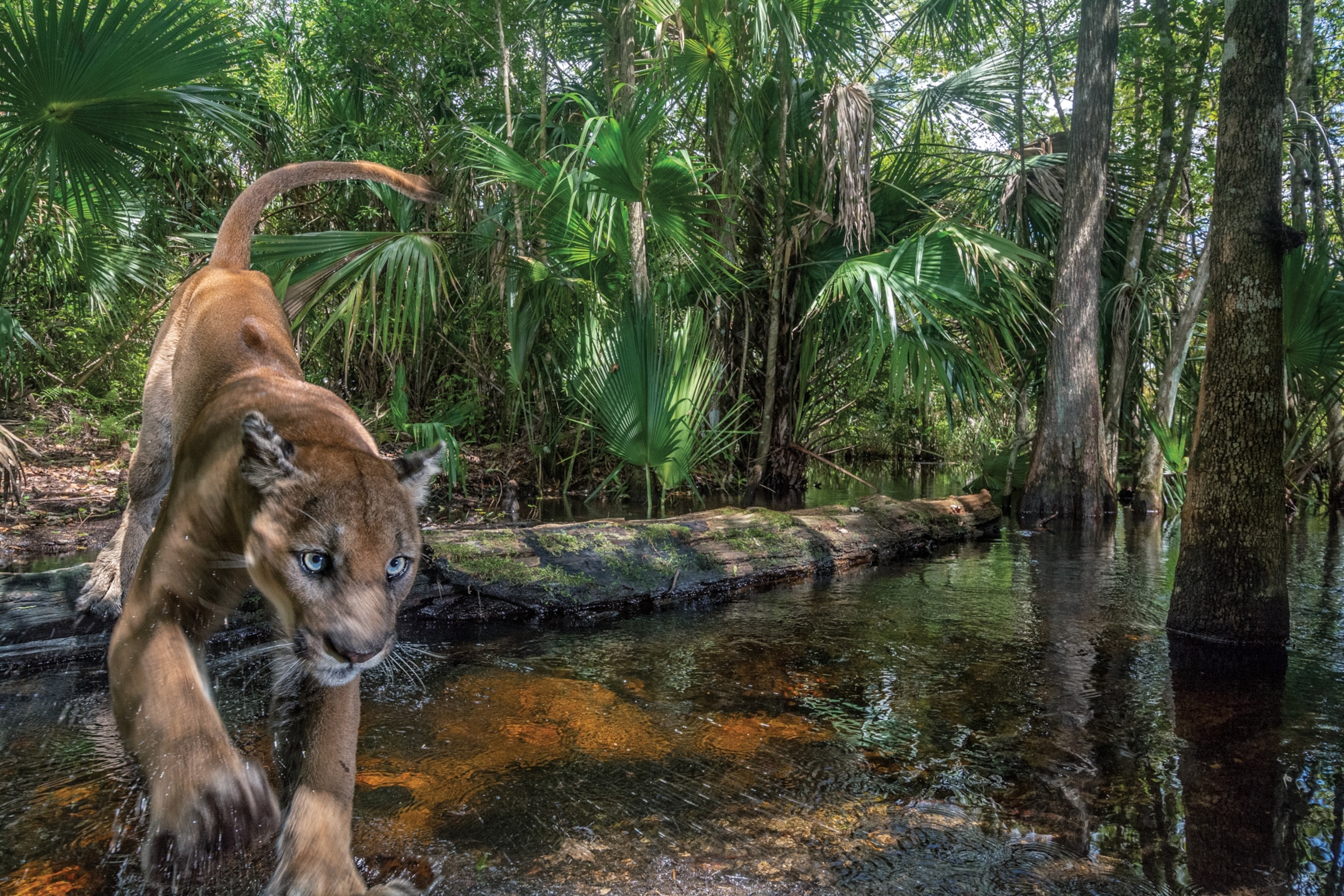 Picture of a panther leaping over a creek.
