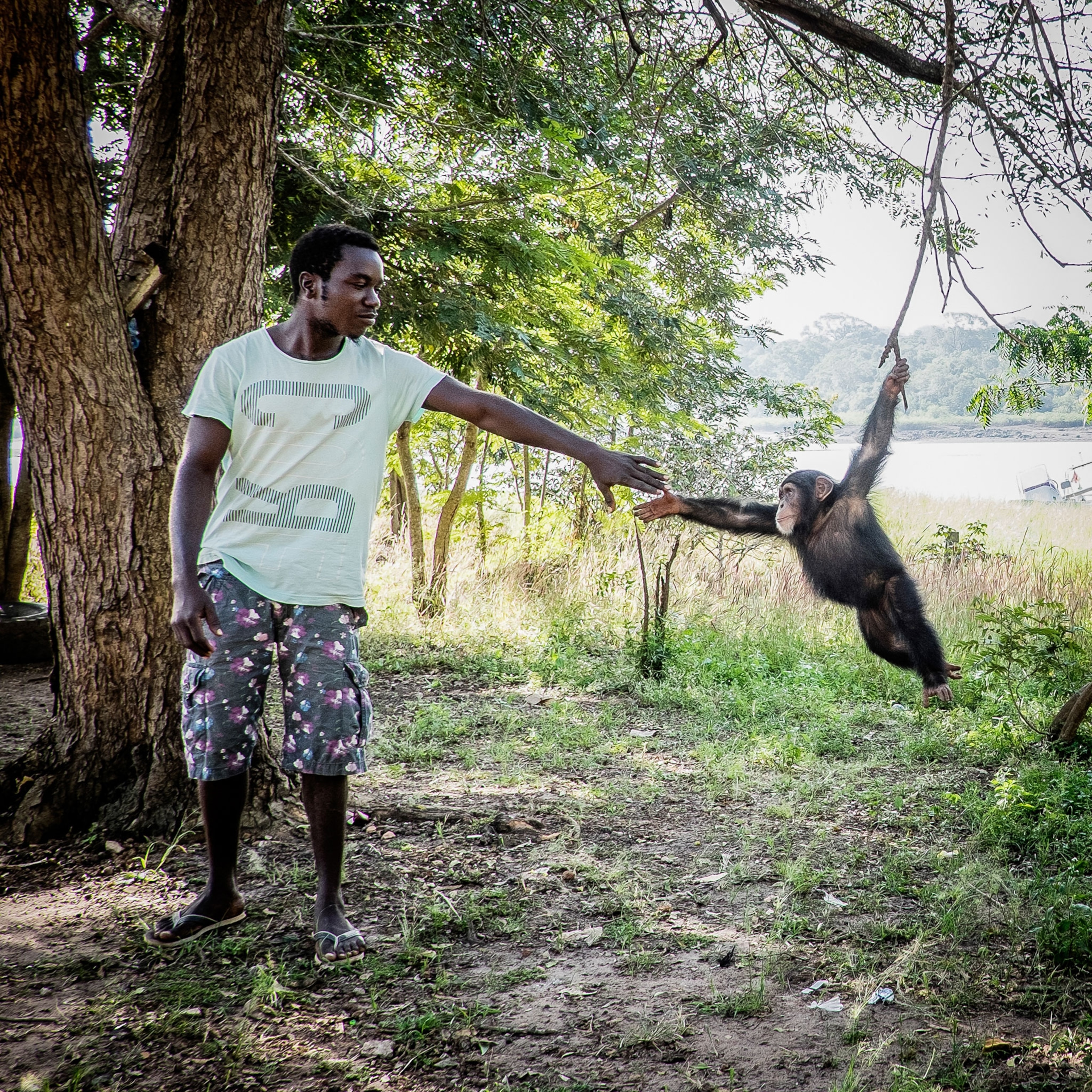 Bubu, an orphaned chimpanzee in Buba, Guinea Bissau