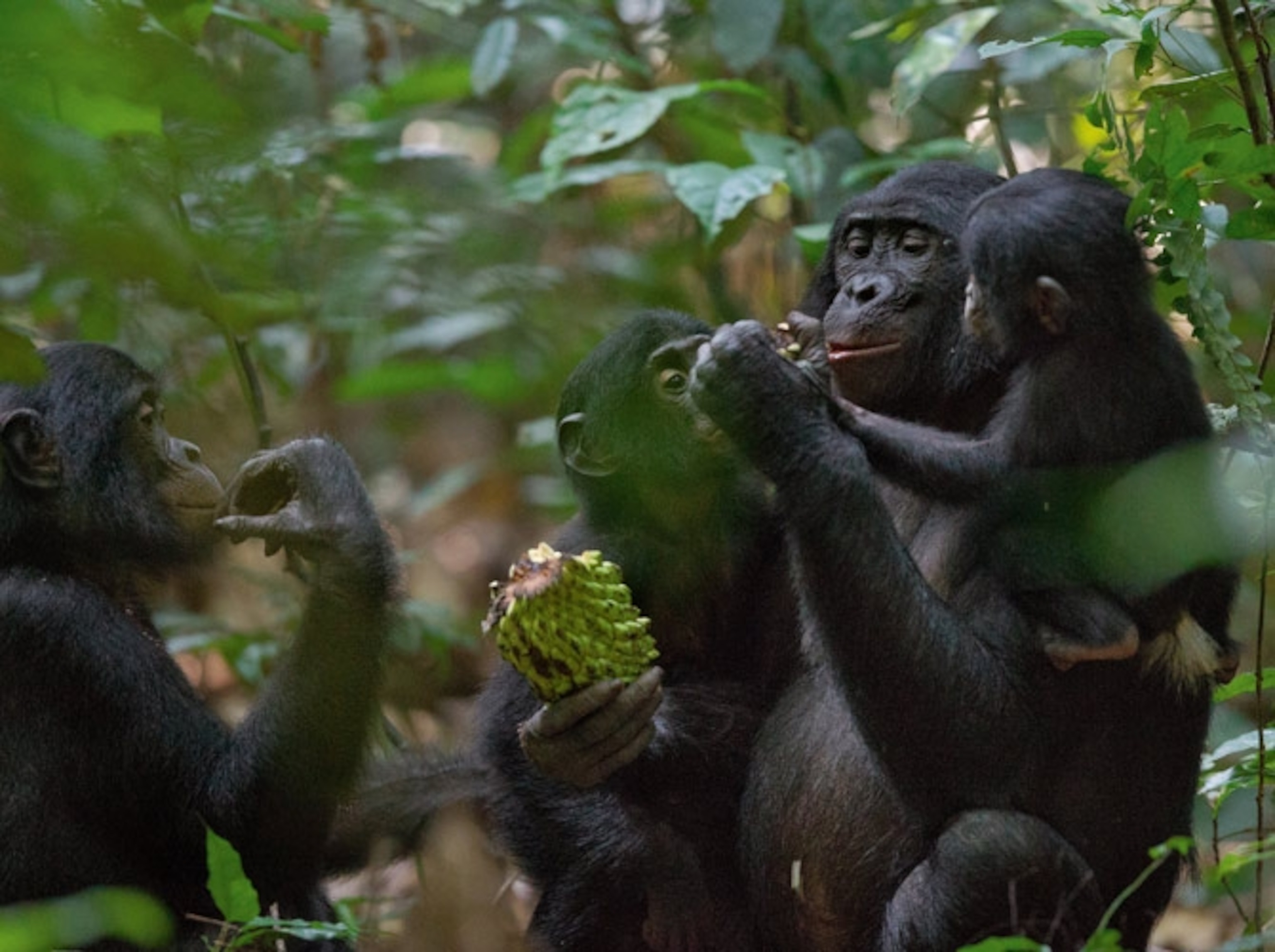 Zoe shares fruit with her son