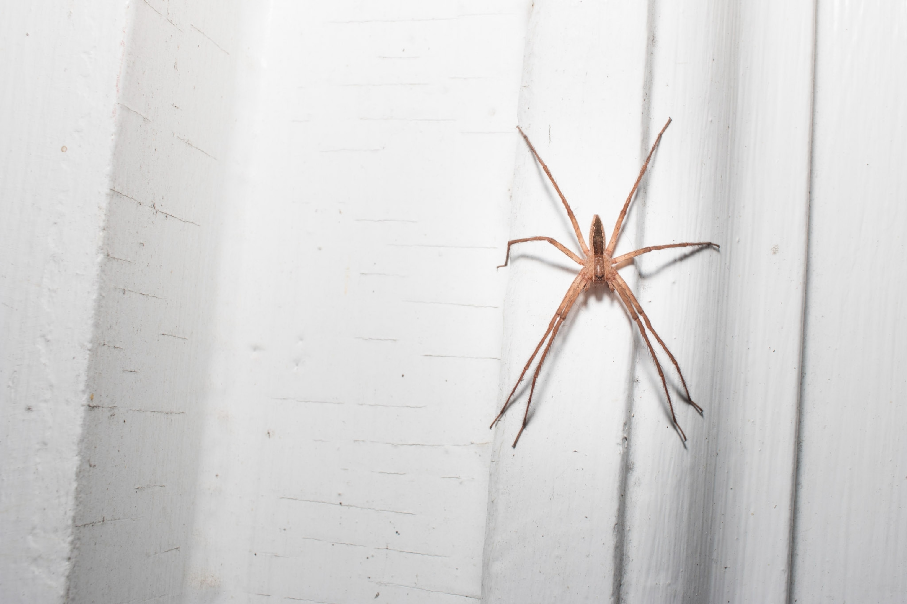 A large spider on a white wall.