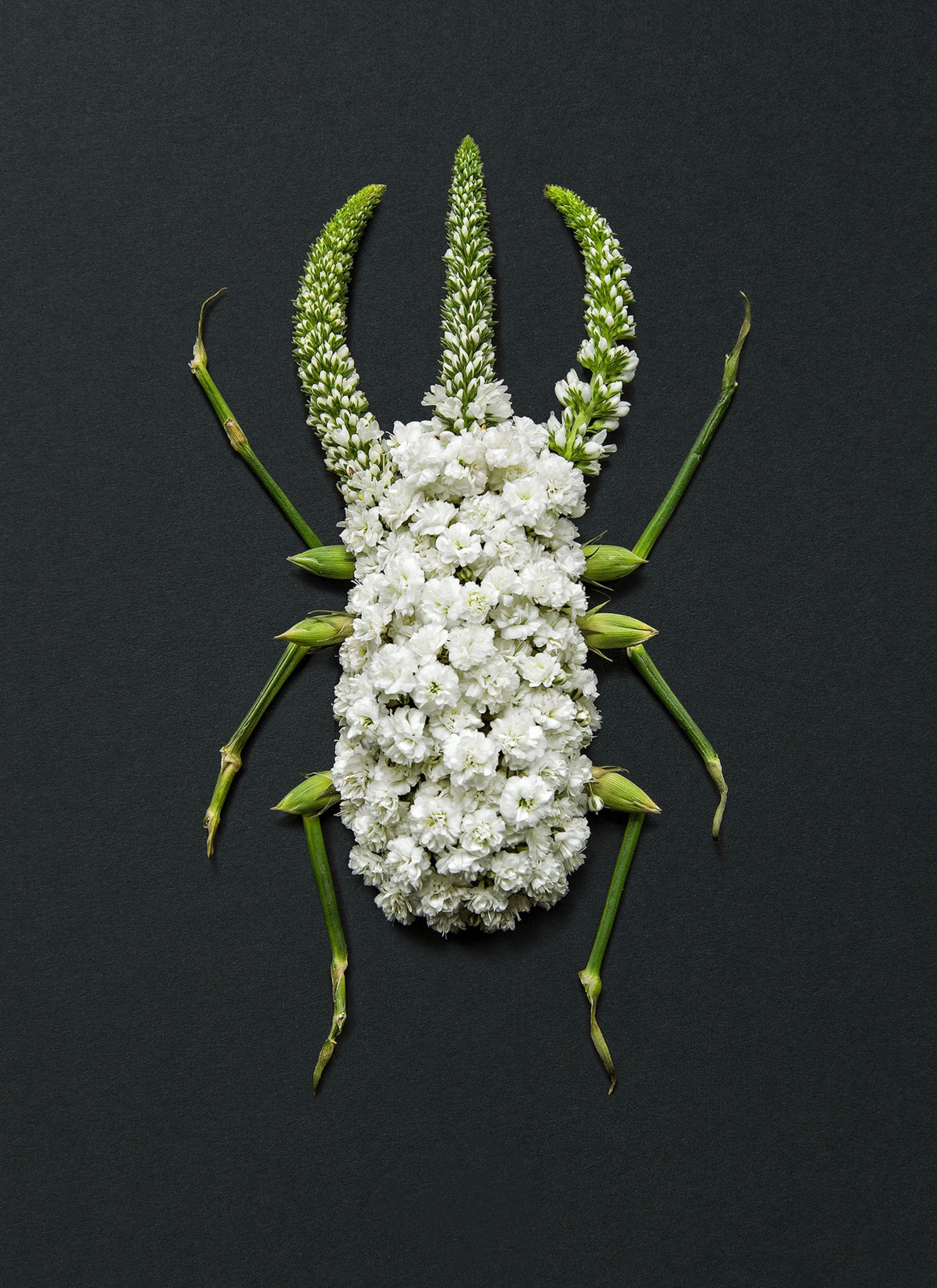 flower bugs