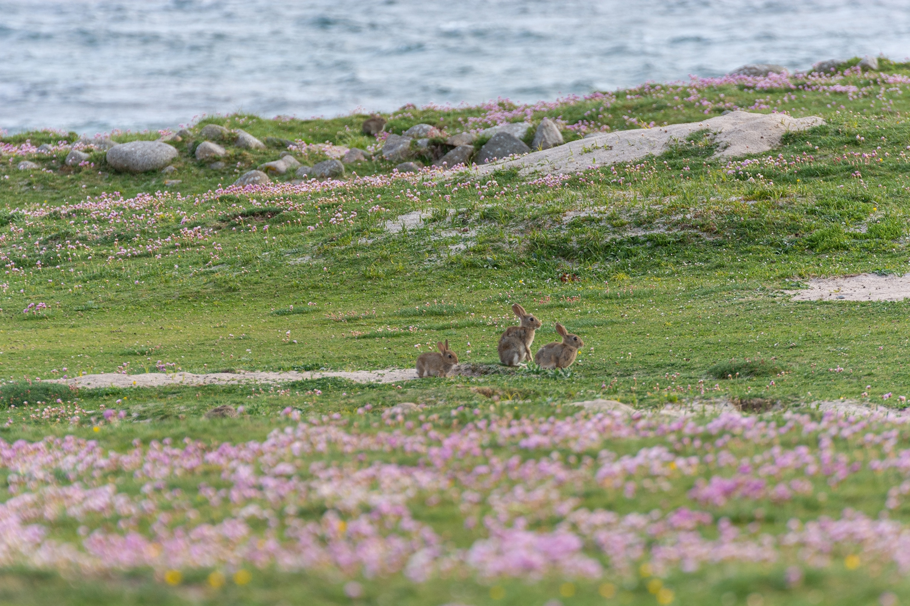 rabbits in a field