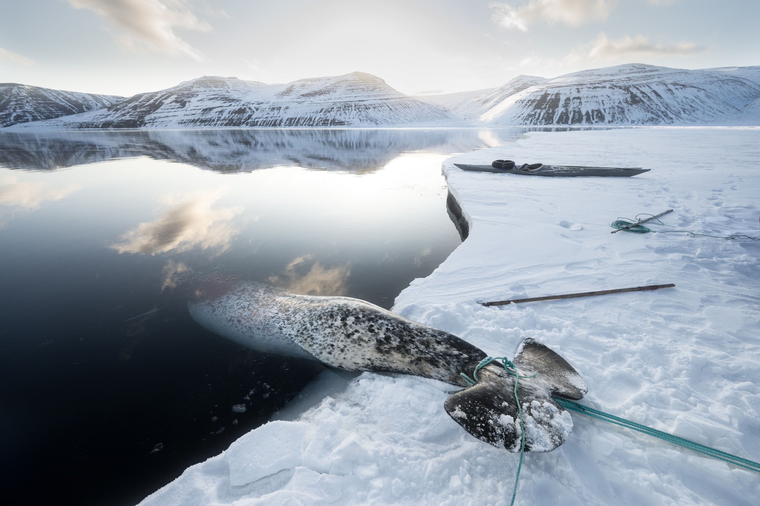 A green rope is tied around a narwhal's tail lies along the edge of the sea ice. It is pulled up by Inughuit hunters who have worked together.