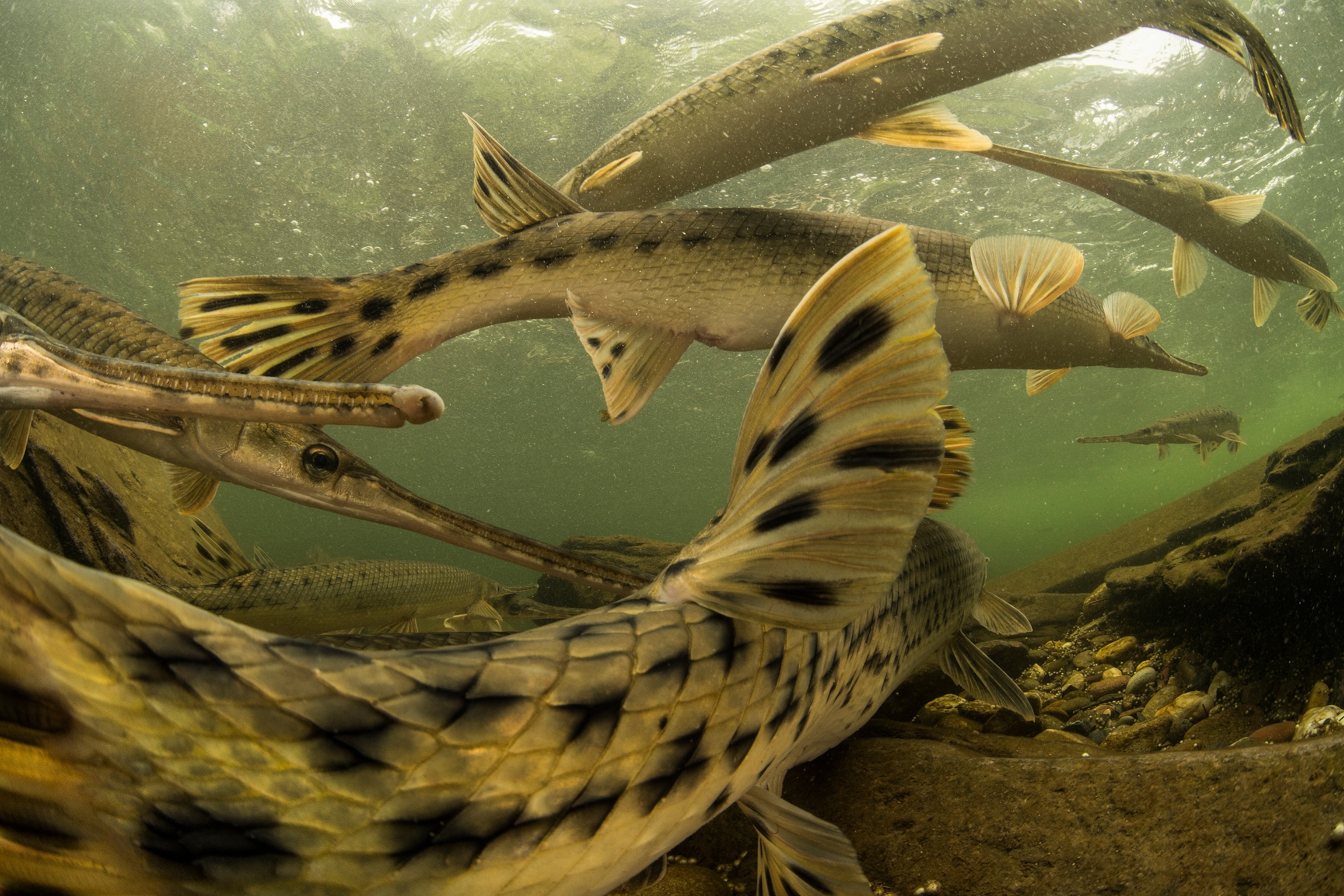 longnose gar