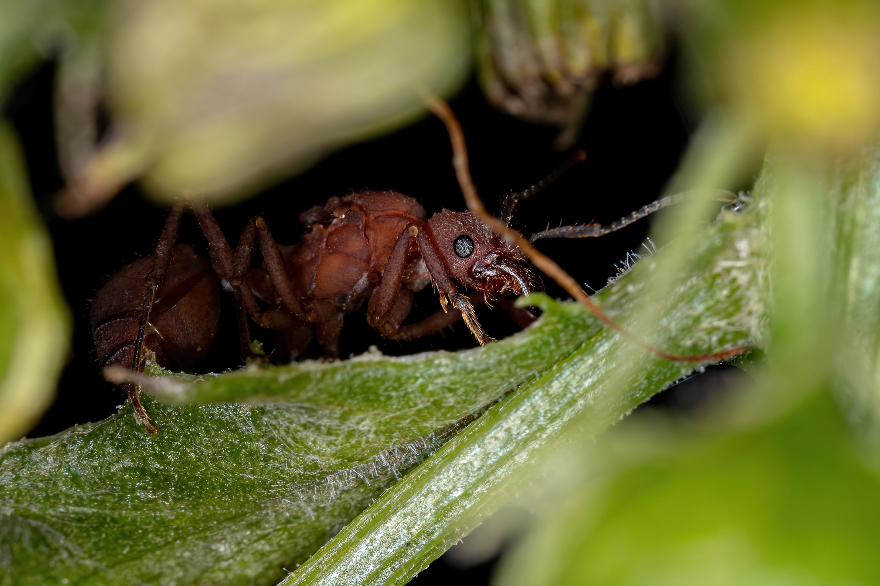 Leaf-cutter Queen Ant,Close-up of insect on leaf