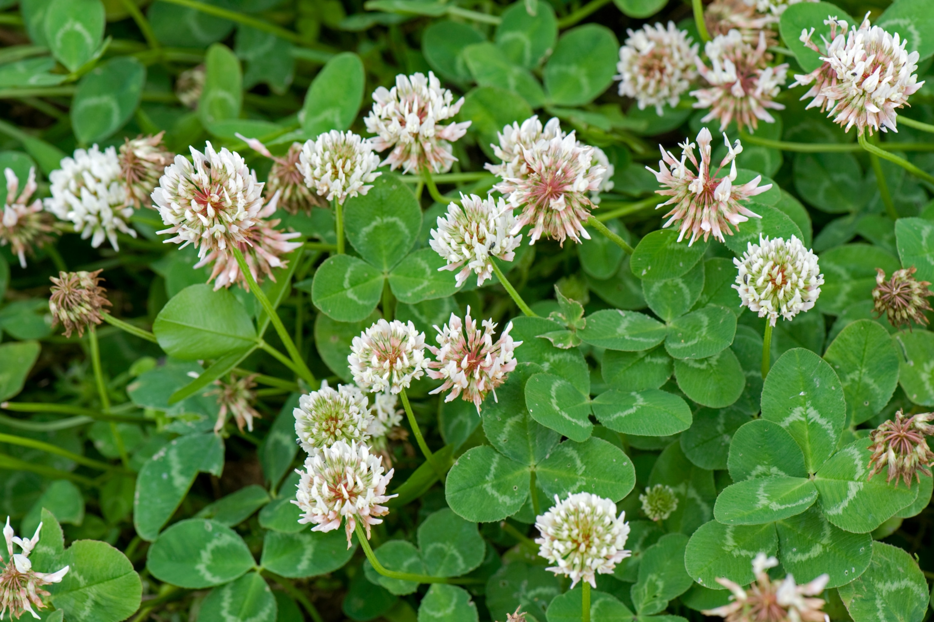 Flowering white clover in grassland