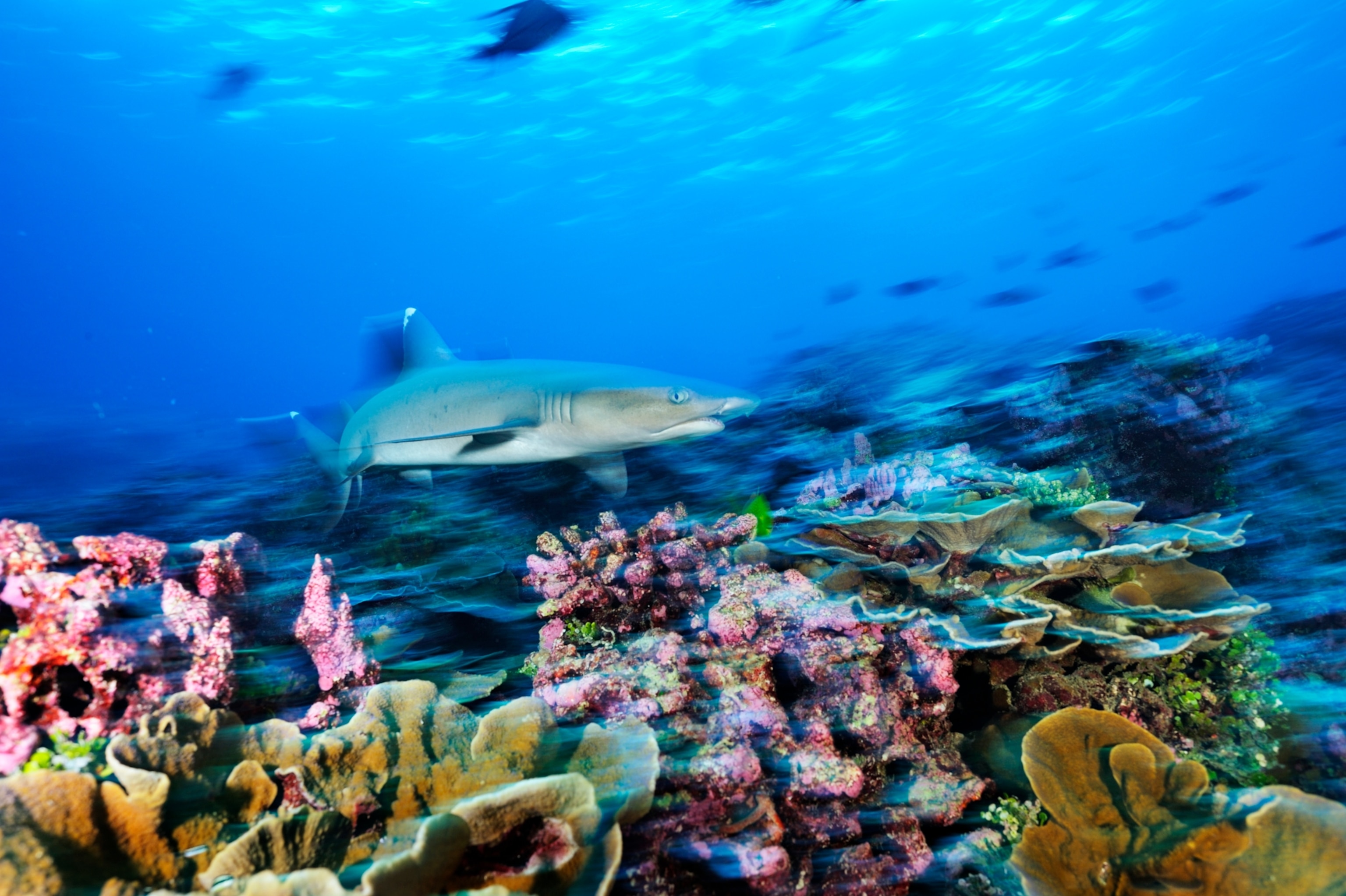 a whitetip reef shark swimming over regrown coral