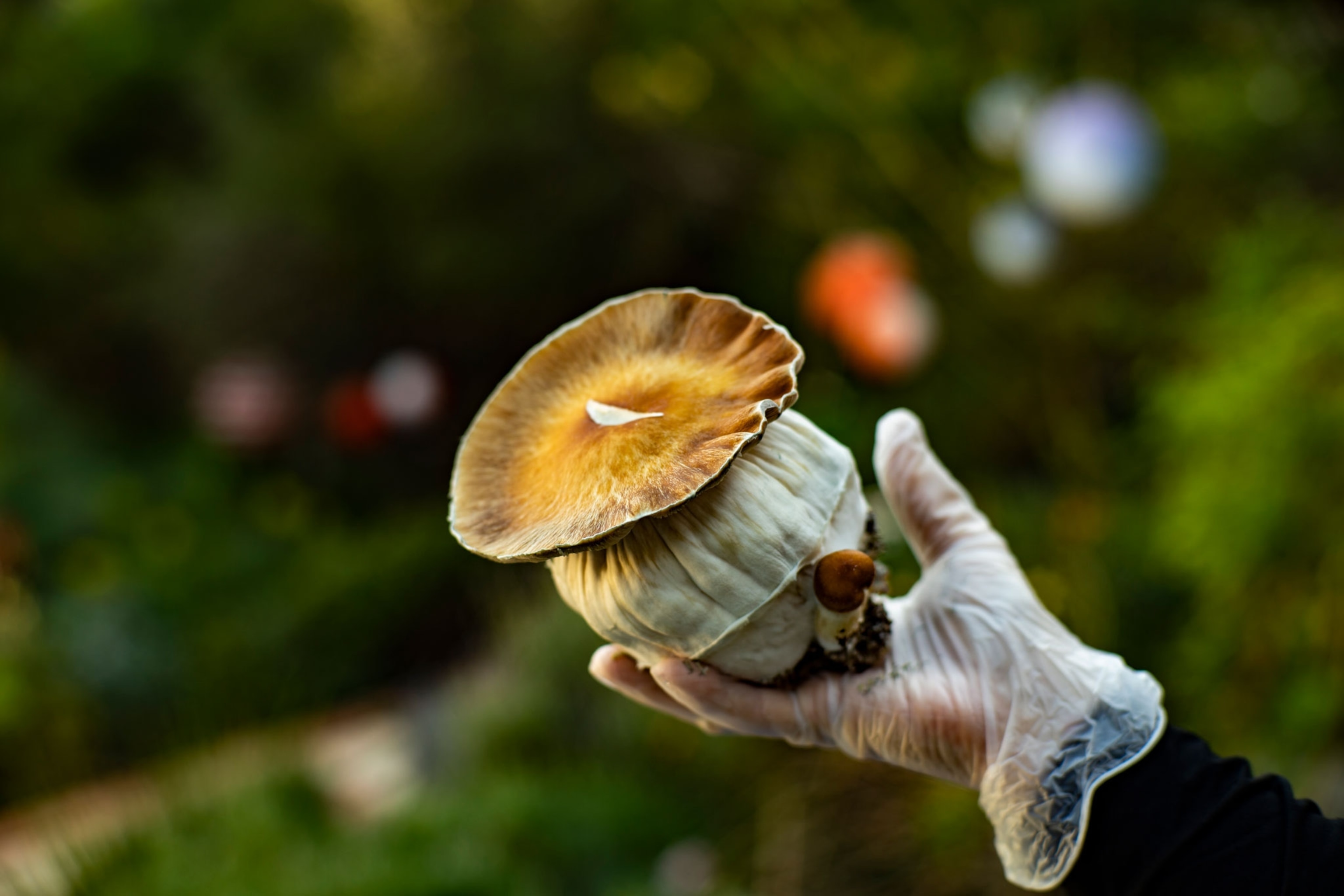 A psychedelic mushroom.